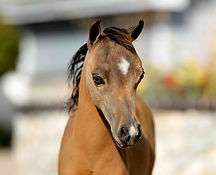 Painted H Ranch Miniature Horses