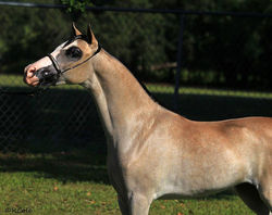 Comferts Heat of the Night