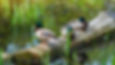 how_to_get_ducks_to_use_your_pond.jpg