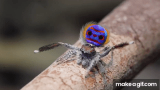 Peacock_Spider_7_Maratus_speciosus.gif