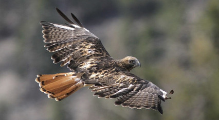 hawk1.jpg