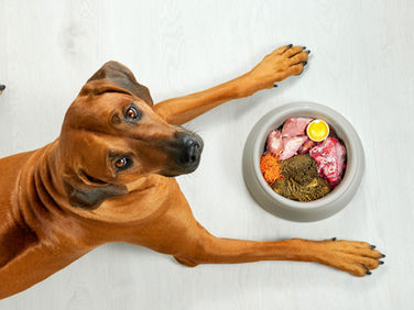 Beneficios de la alimentación natural para mascotas