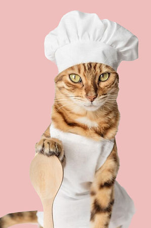bengal-cat-chefs-costume-white-backgroun