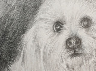 Drawing Animals with Easy Steps: Animal Drawing Techniques for Everyone