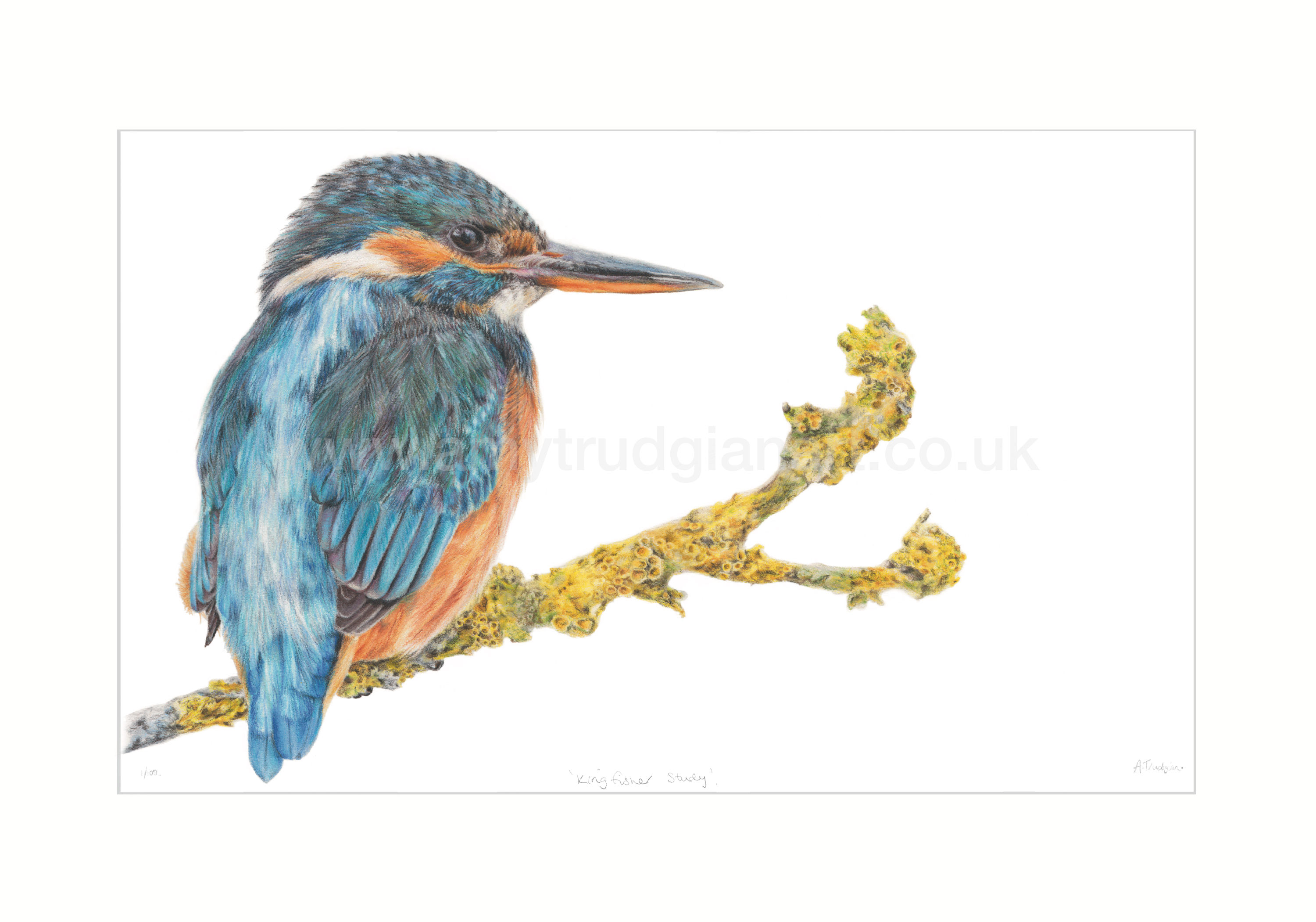 Kingfisher Study Limited Edition Print