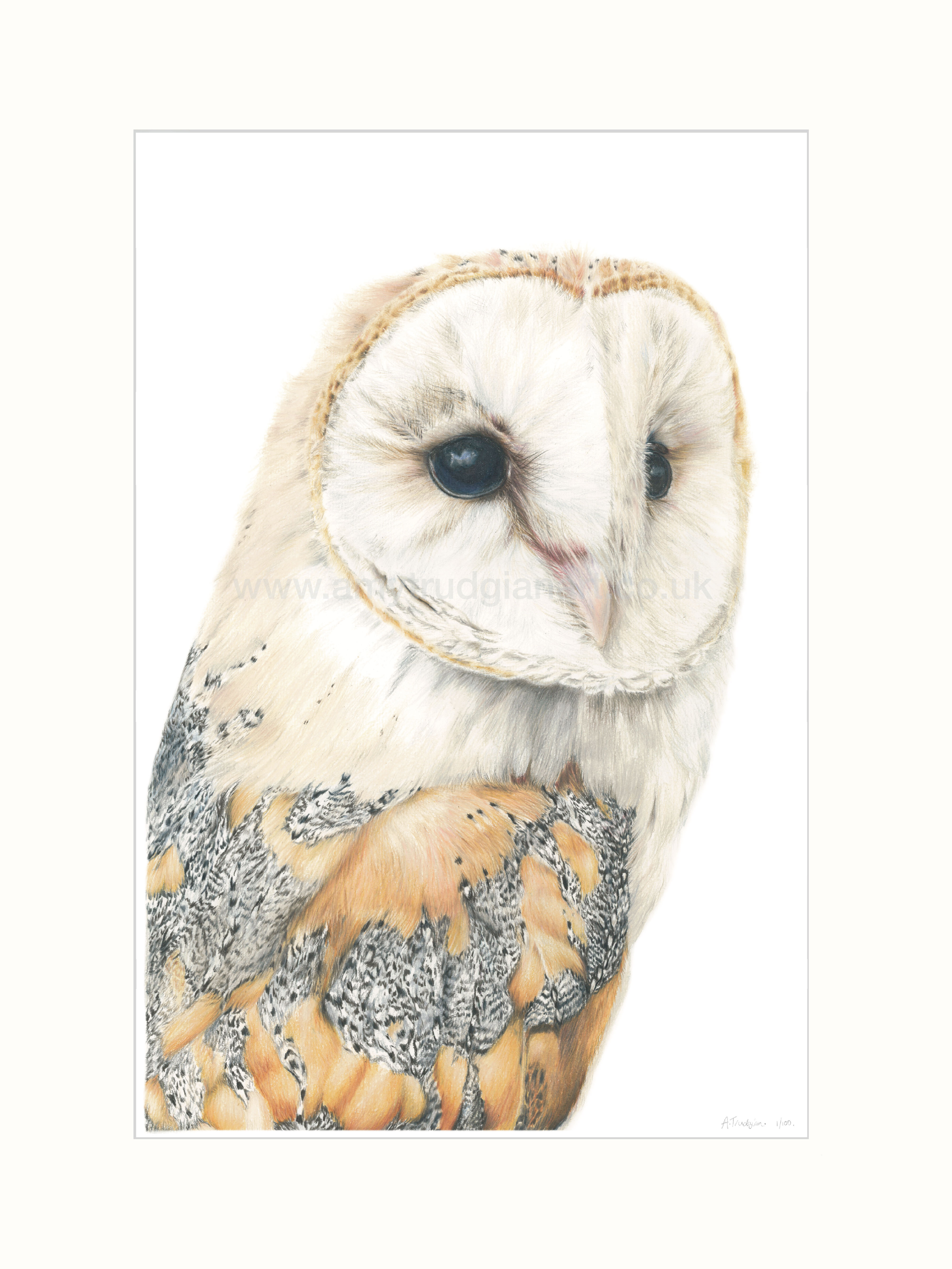 ‘Barn Owl’ Limited Edition Print