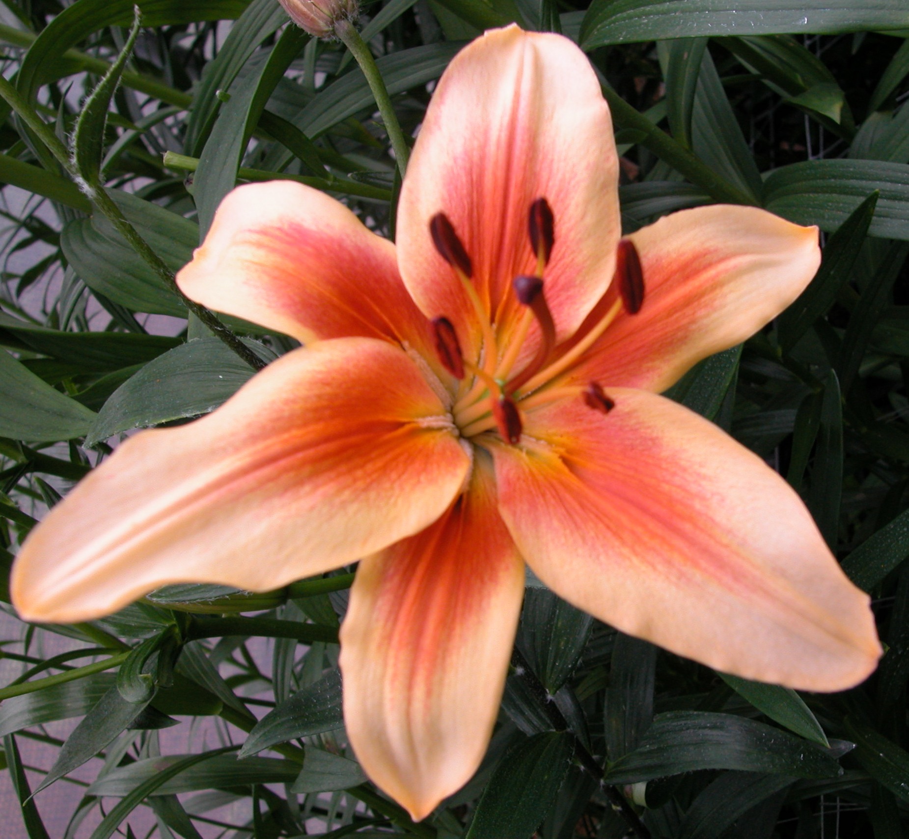 L. Pumilum x La Center