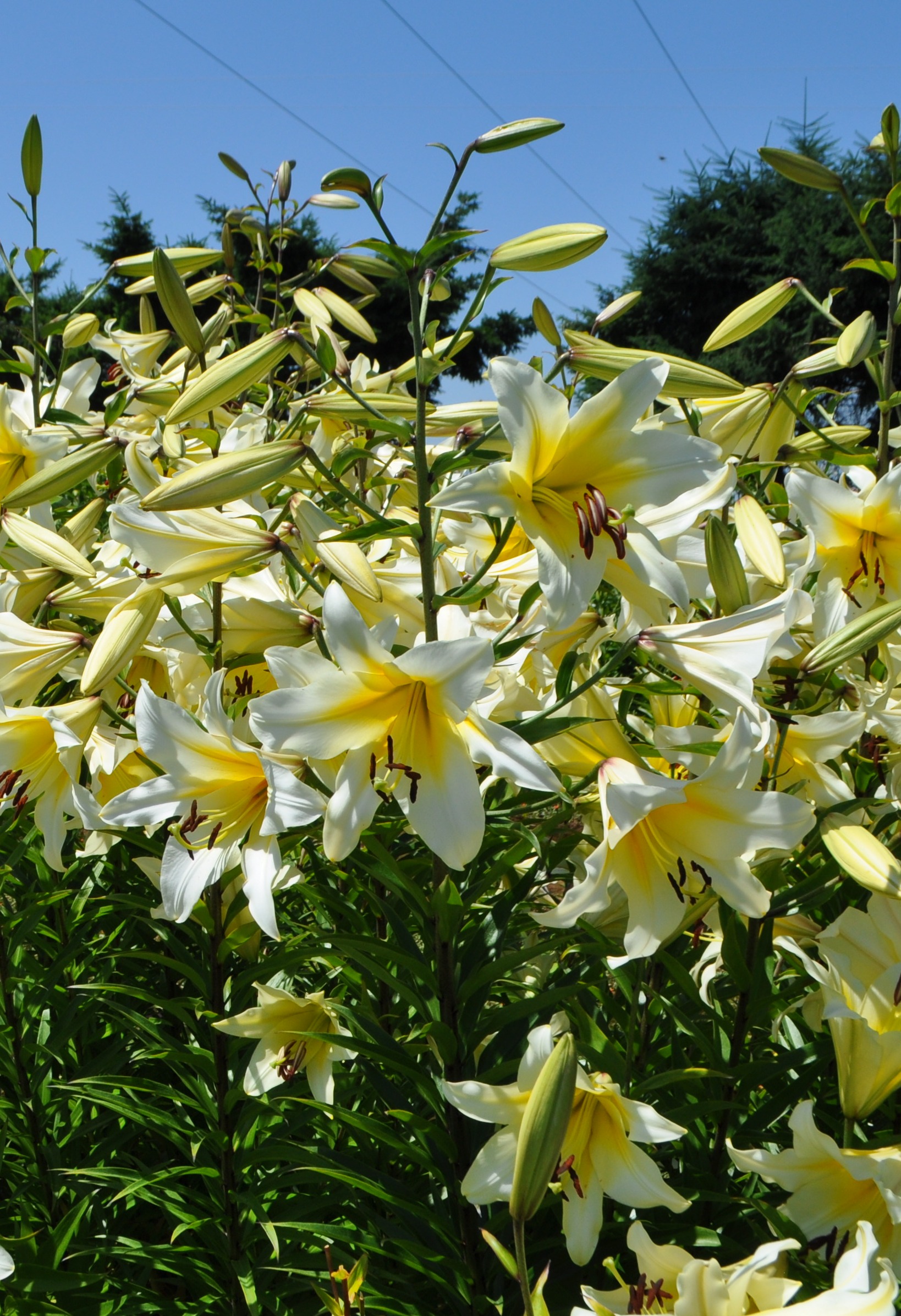 'Alpha Star'