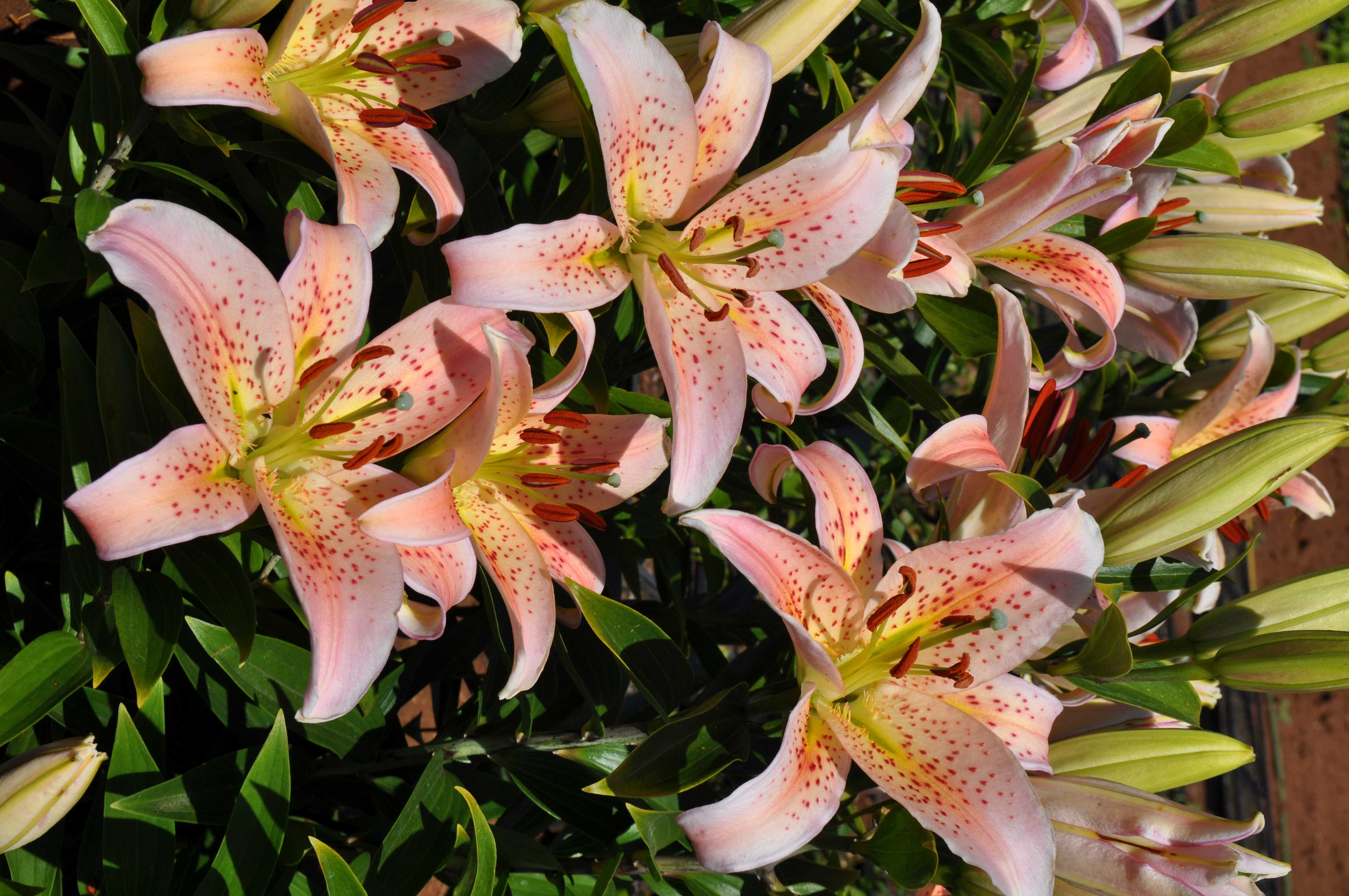 'Mimosa'