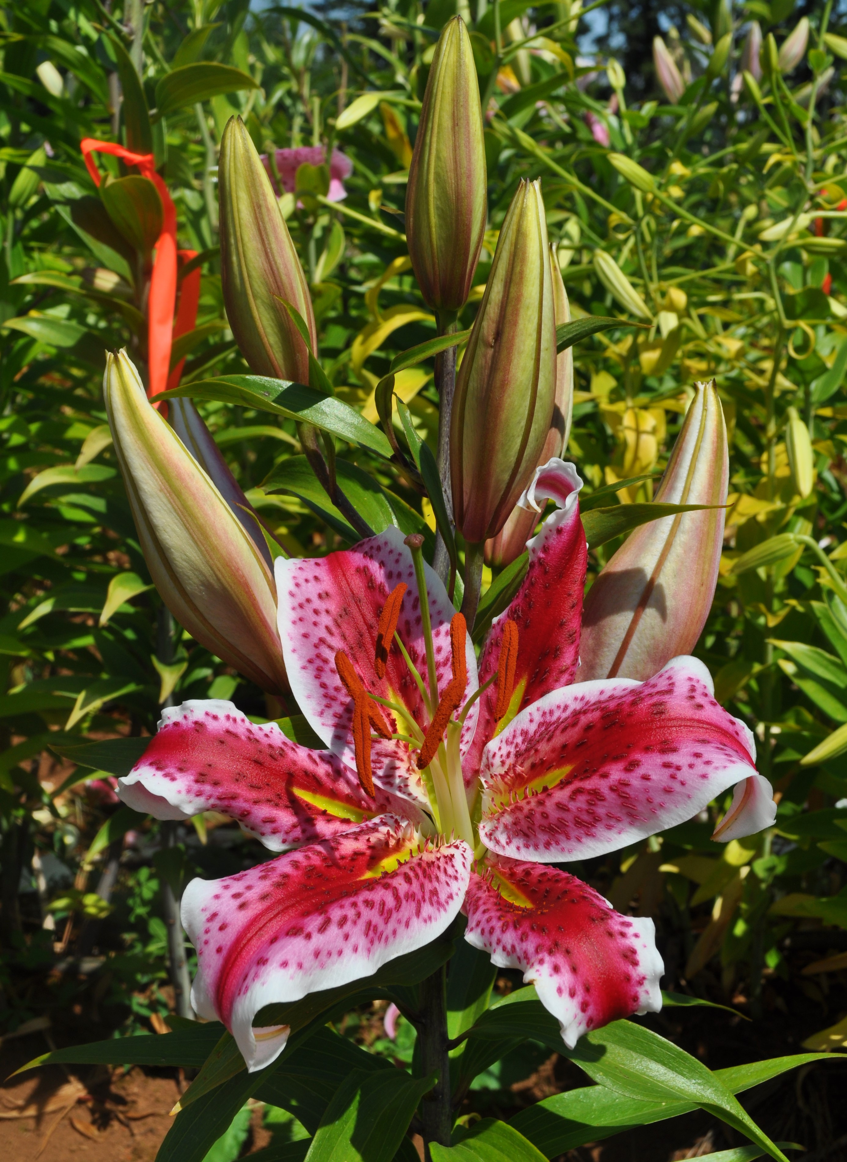'Kir Royale'