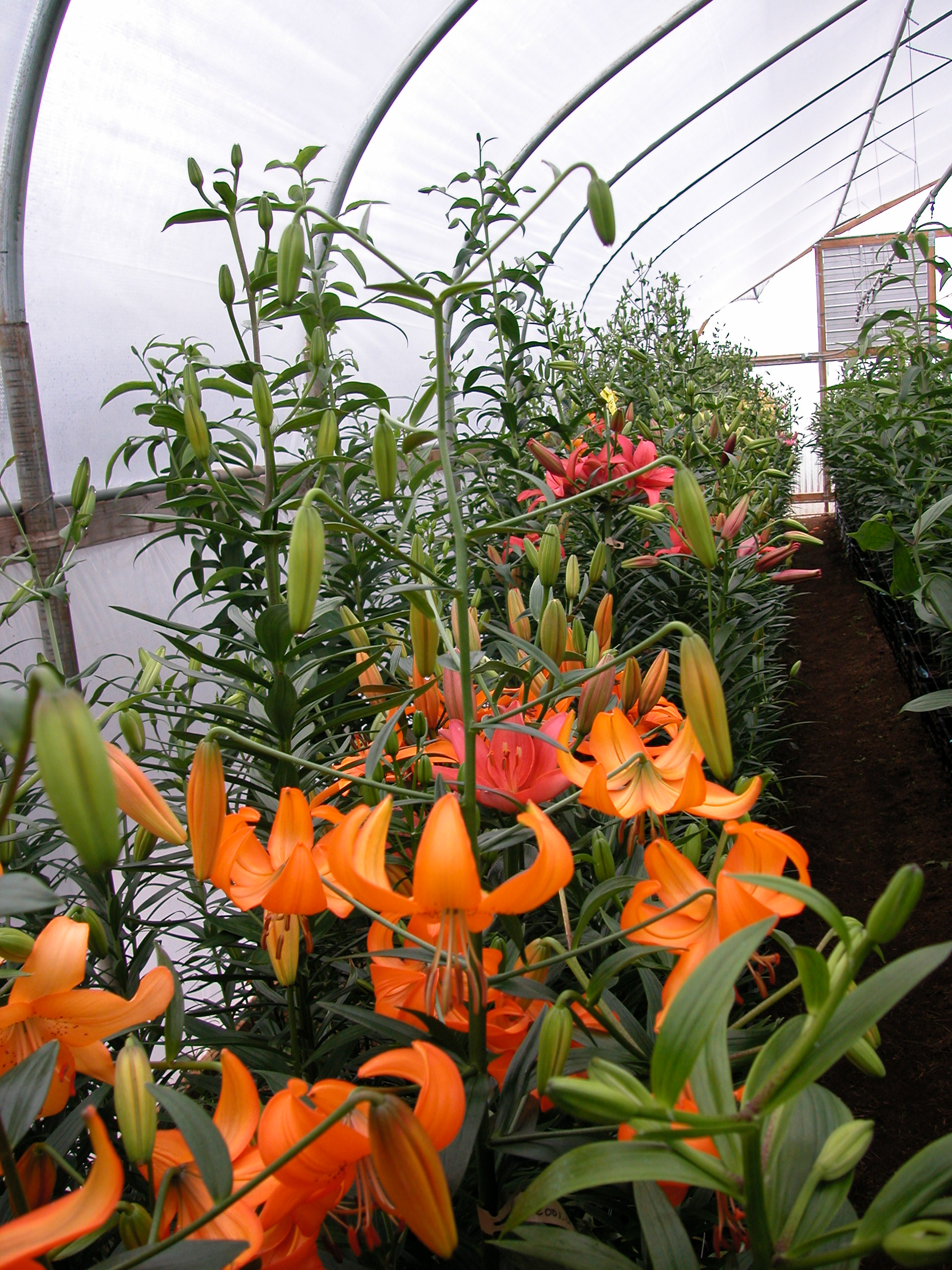 L. Wilsonii x L. Pumilum