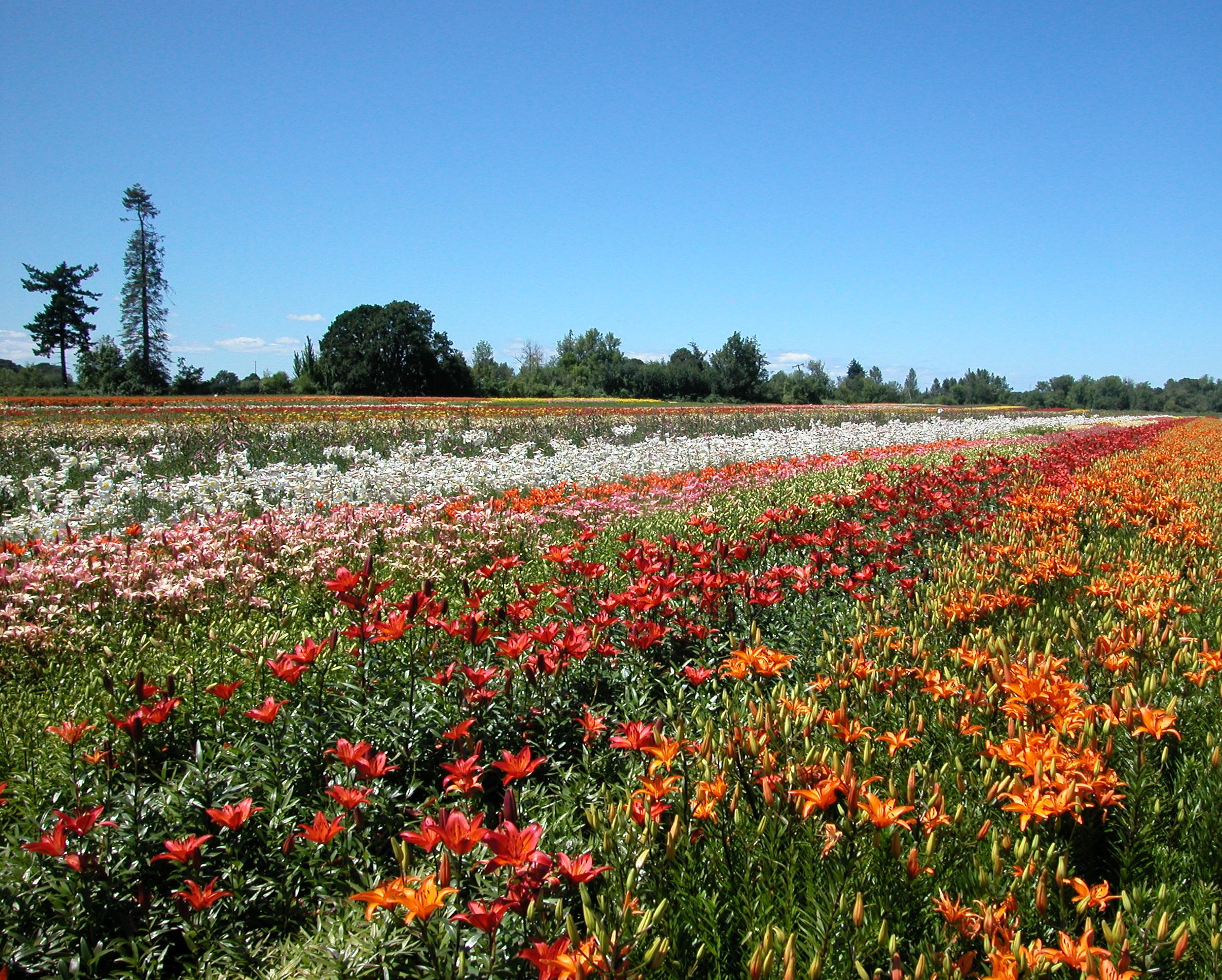 Field with Asiaticvarieties 2002