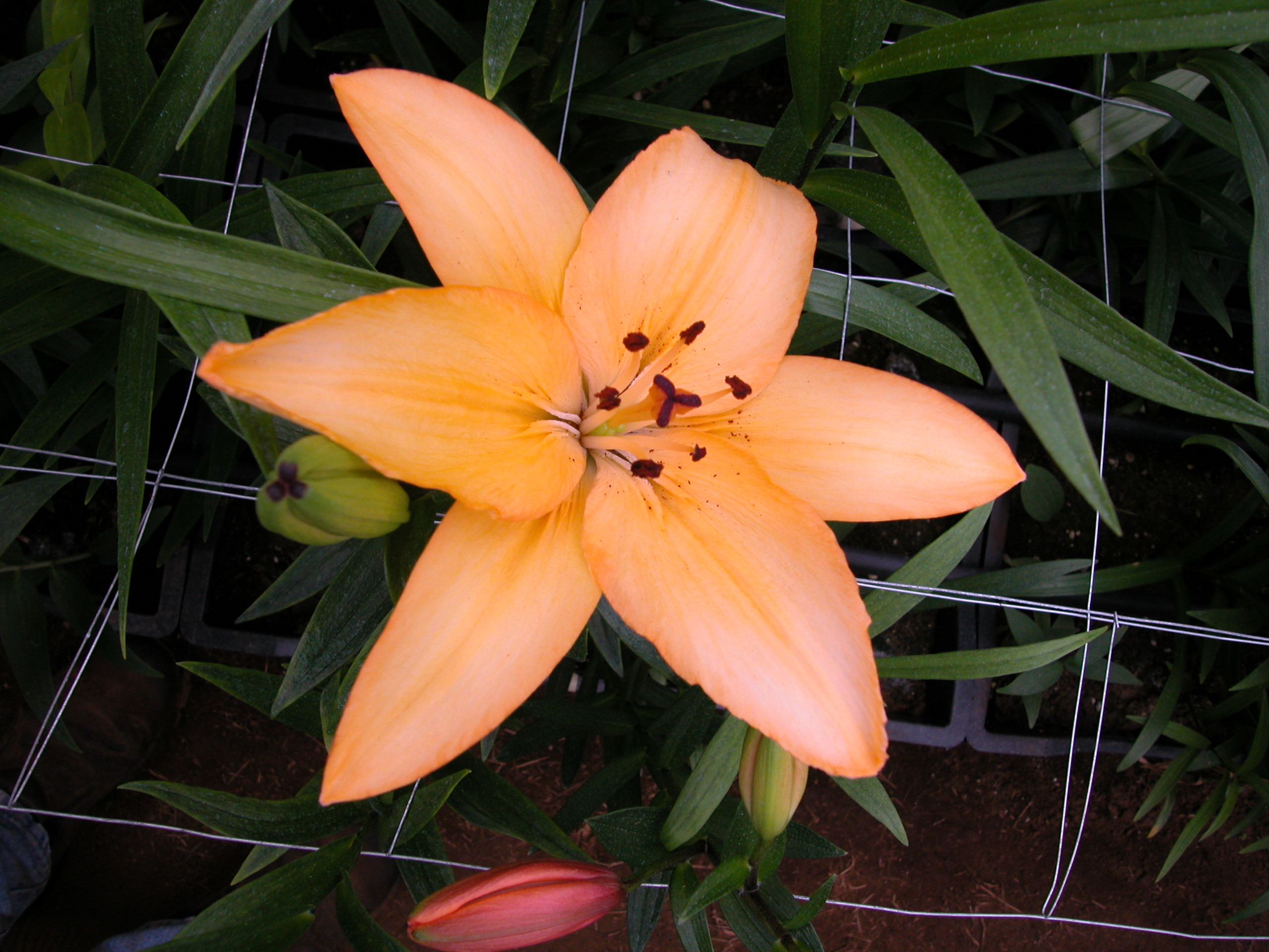 T.T. Orange As. x White Oriental
