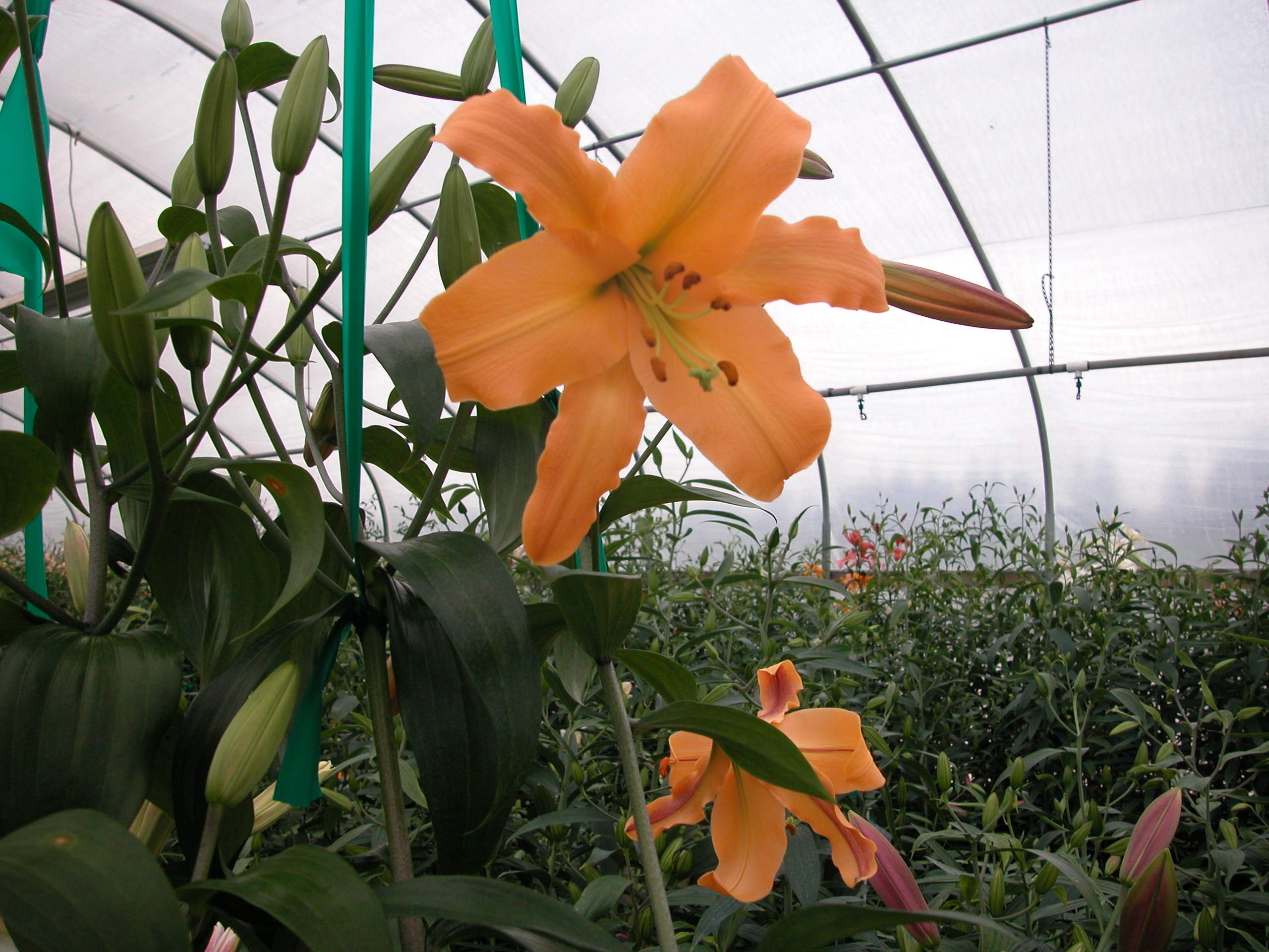 Yel. Henryi x White Or.
