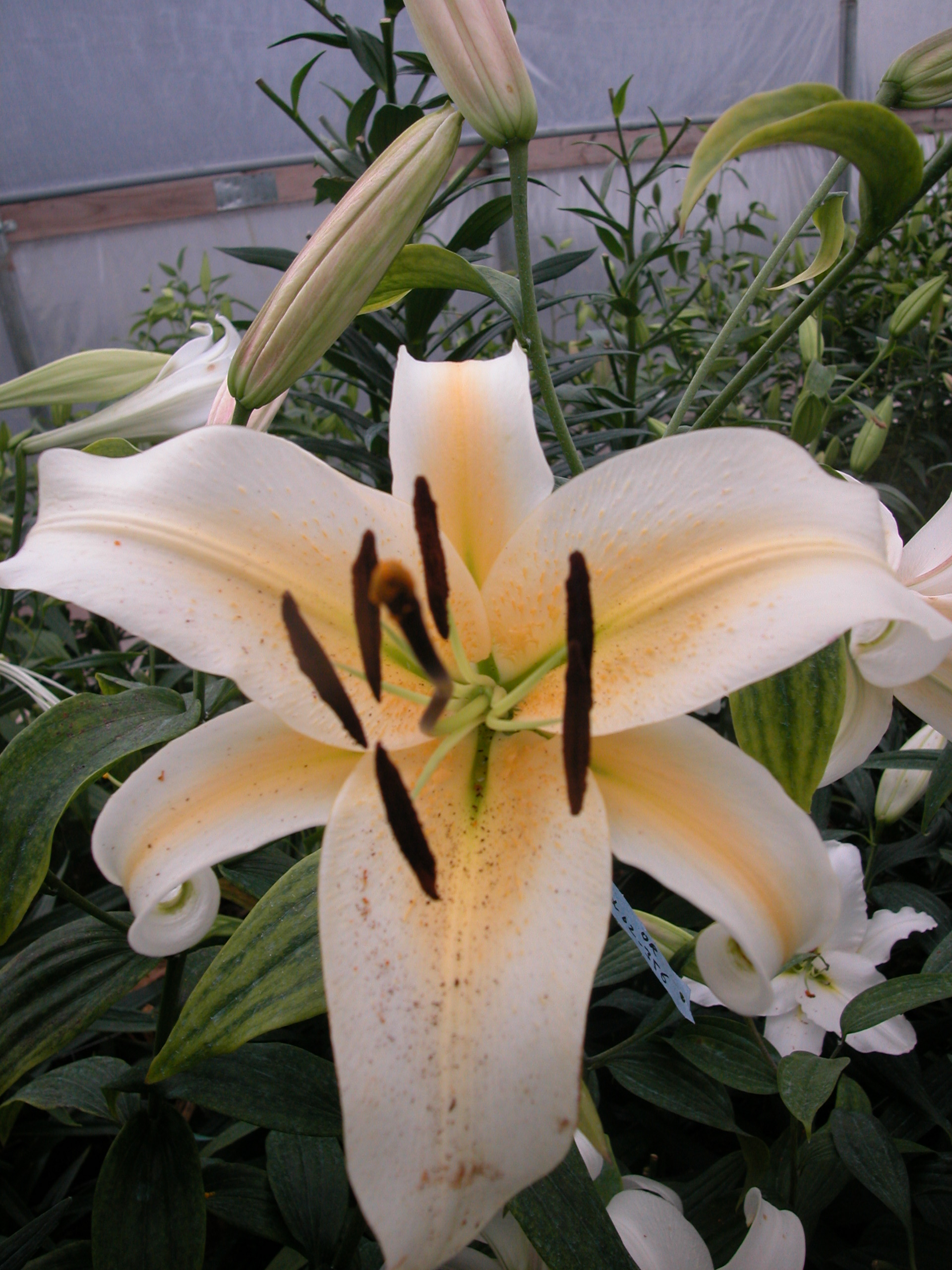 Wh. Oriental x Henryi