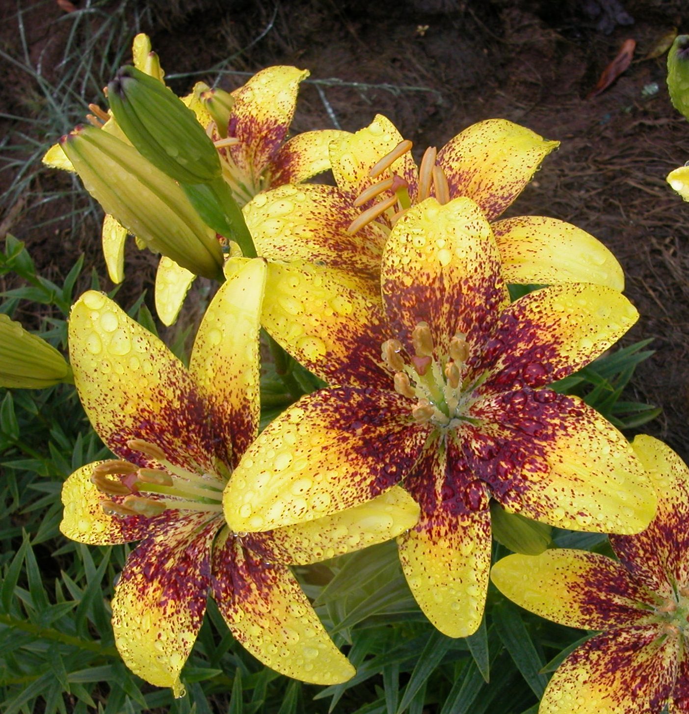 Tasmania