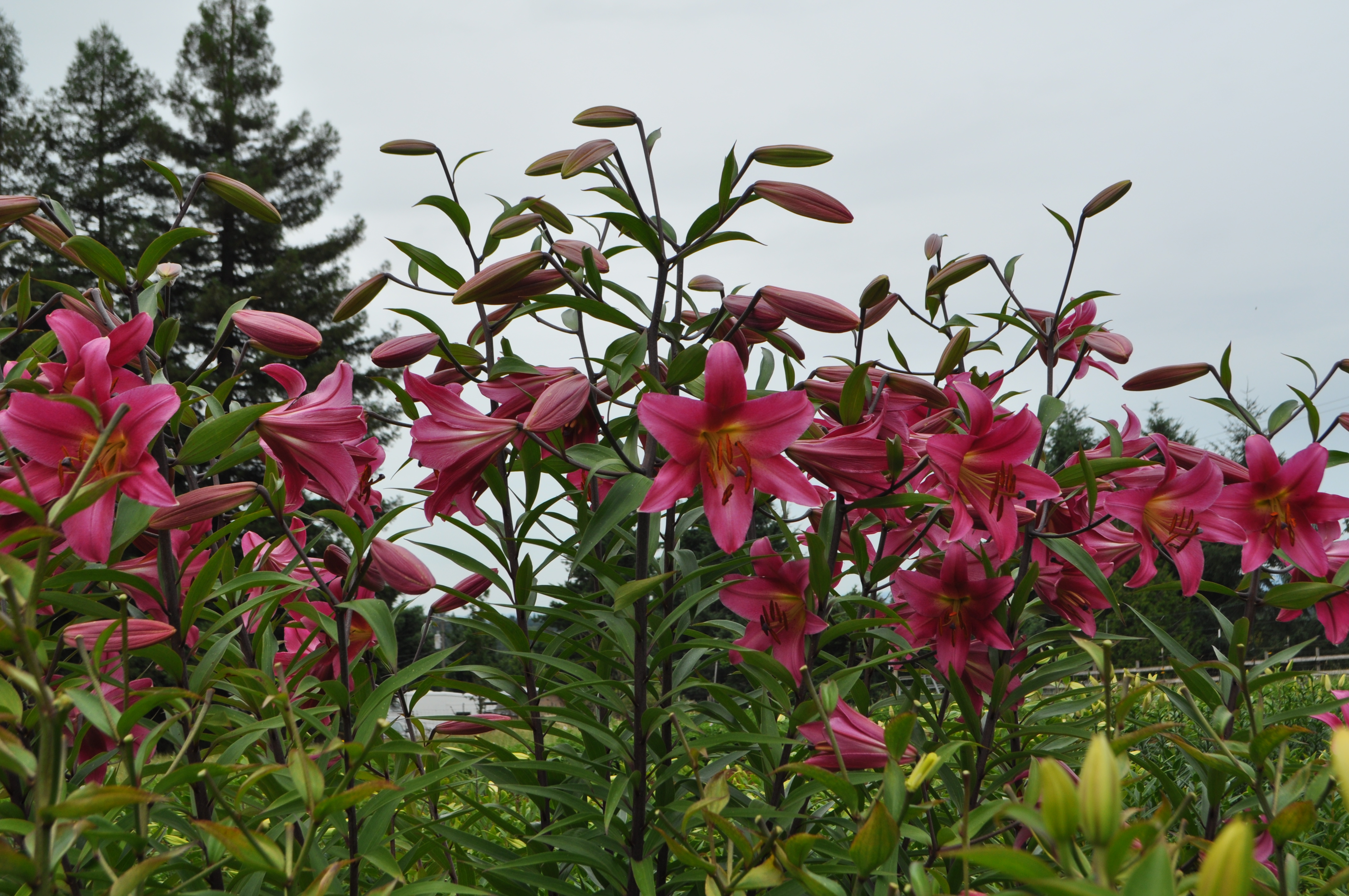 (Henryi x Or.) x Oriental (1)