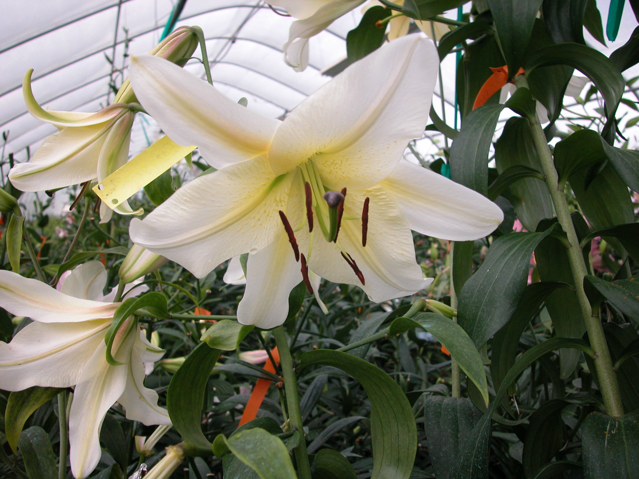 White Or. x Henryi hybride