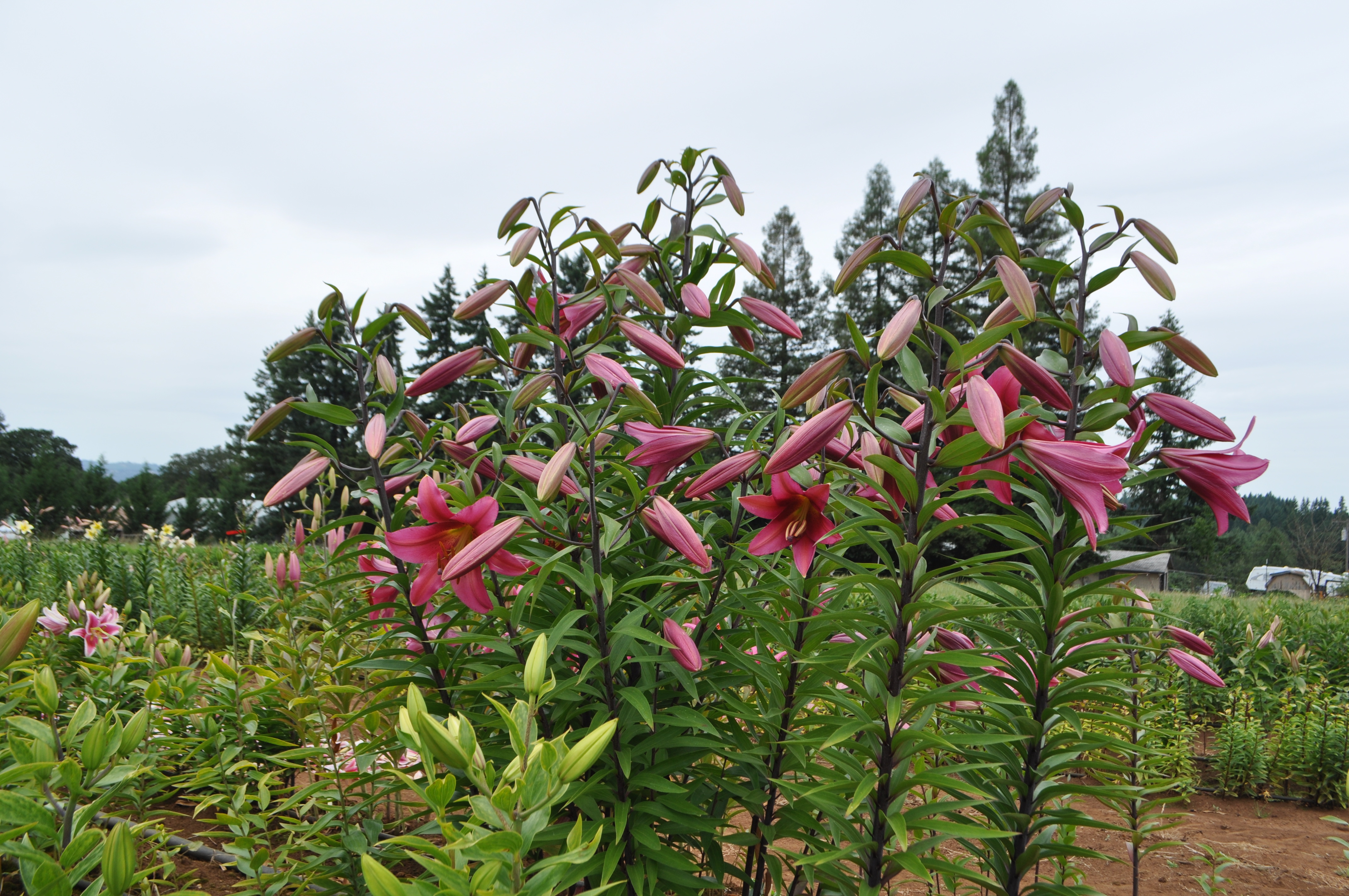 (Henryi x Or.) x Oriental