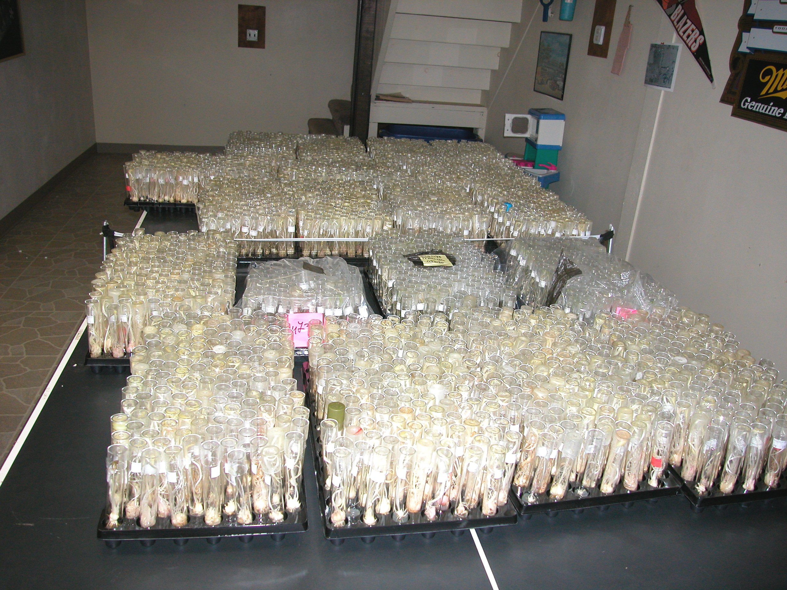 Tubes w. Rescued Embryo's