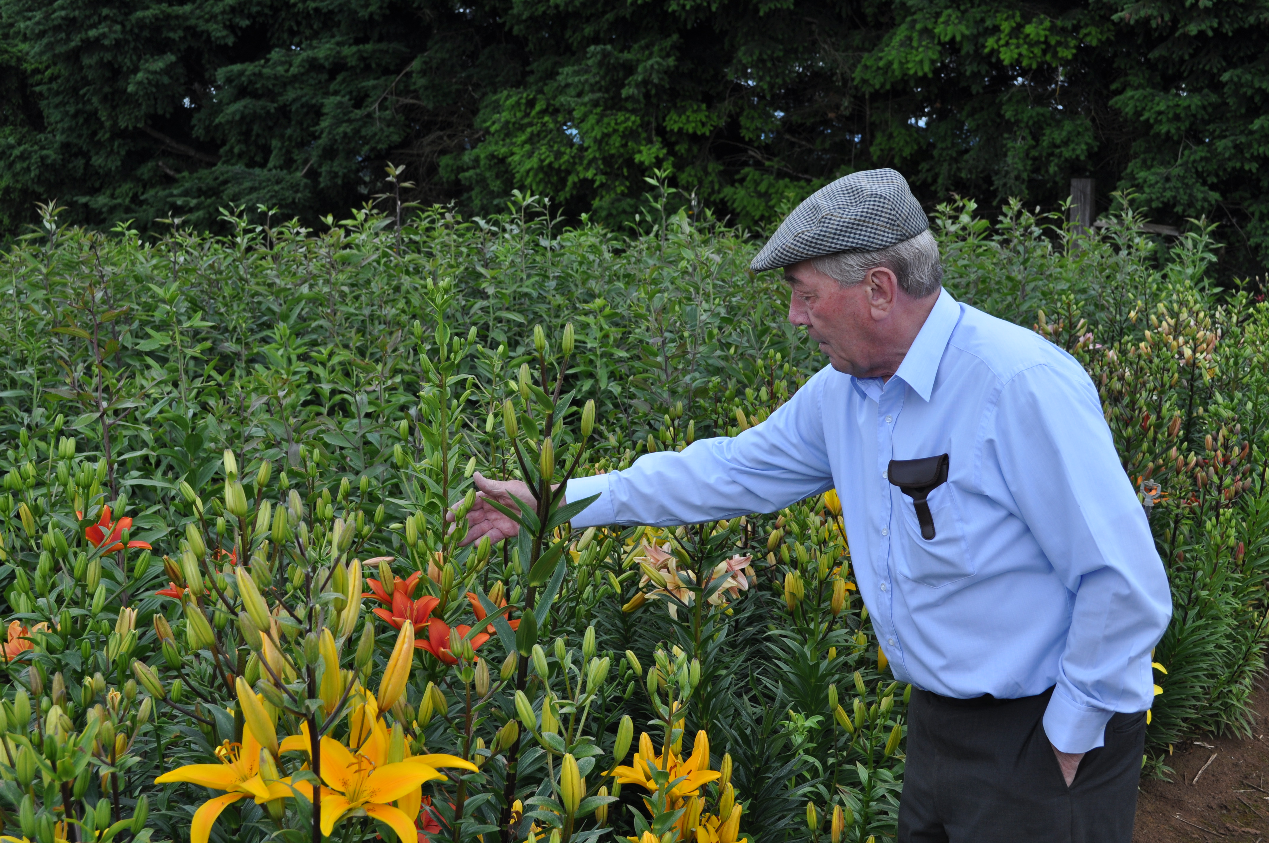 Enjoying the lilies