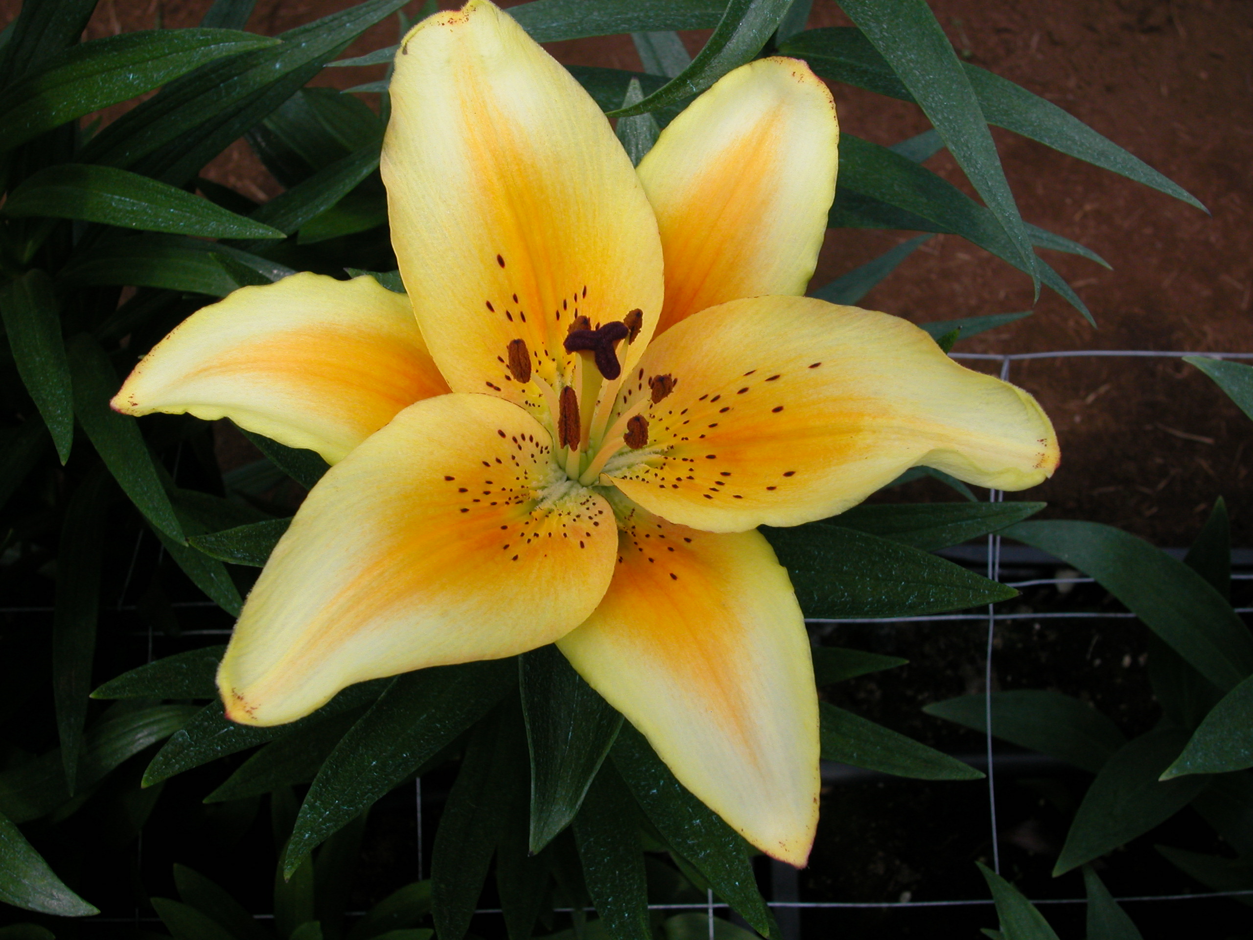 Yellow As. x (Long. x Trumpet)