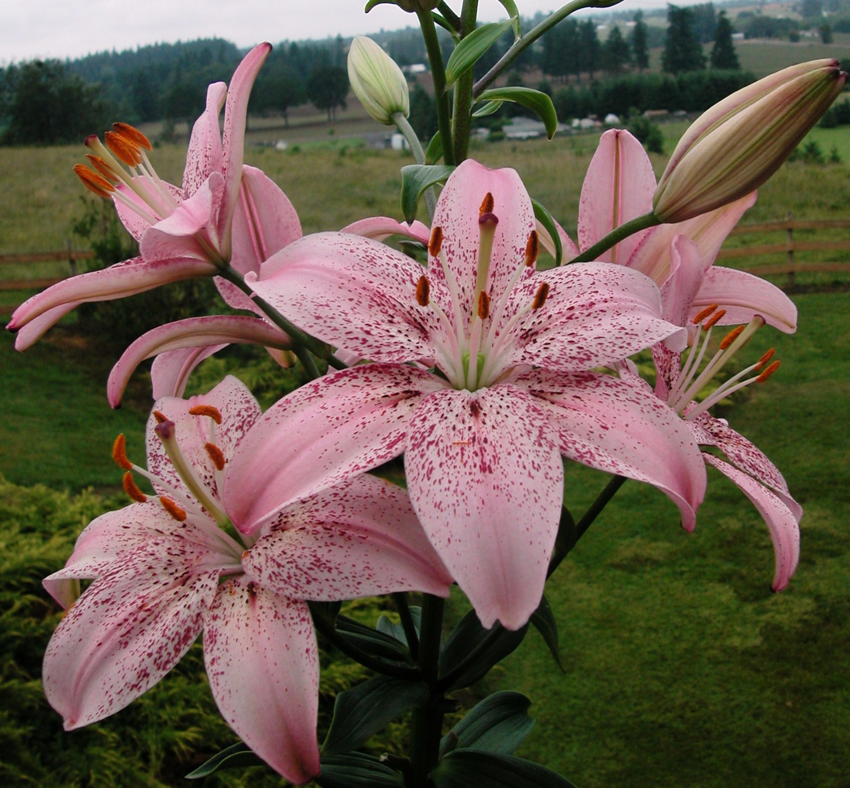 Ocean Breeze stem