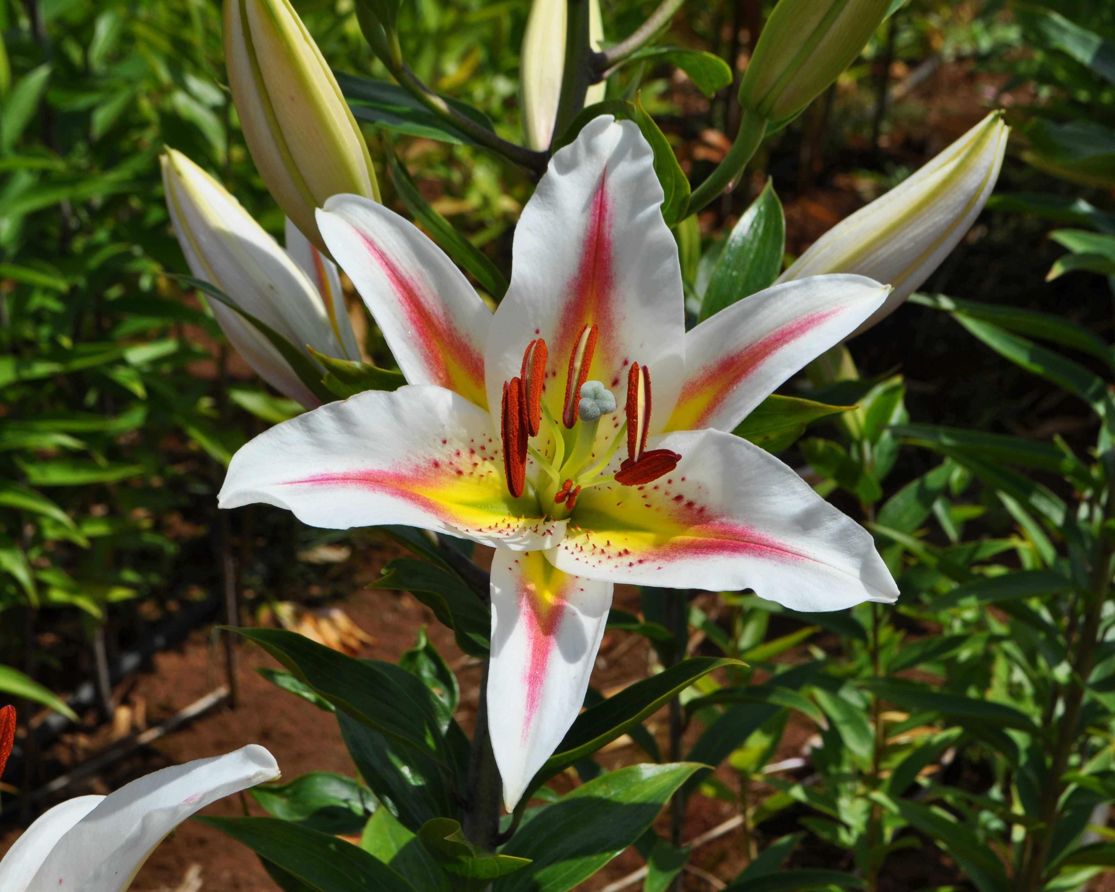 'Aurora Borealisa'