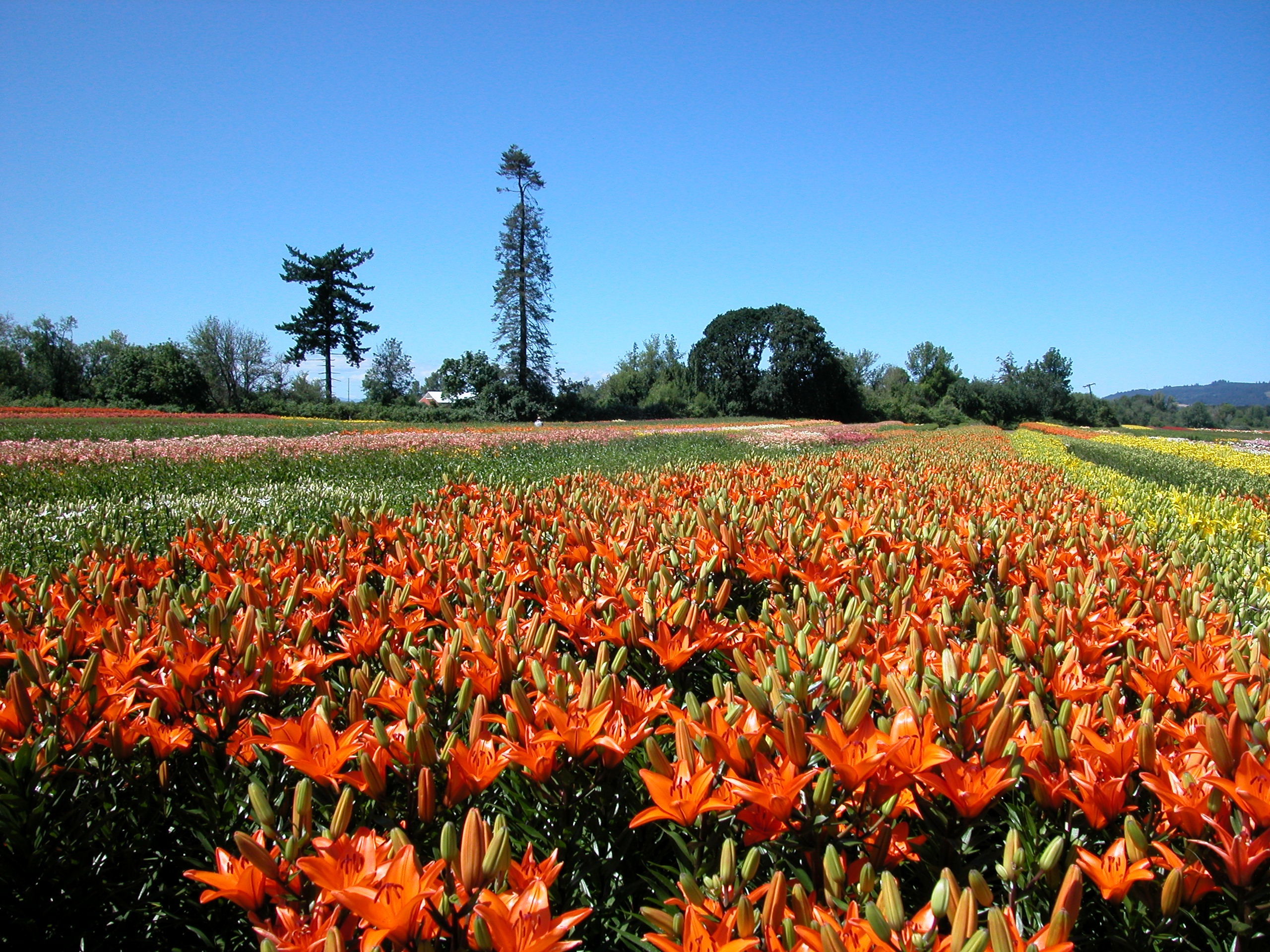 Field Asiatic varieties 2002