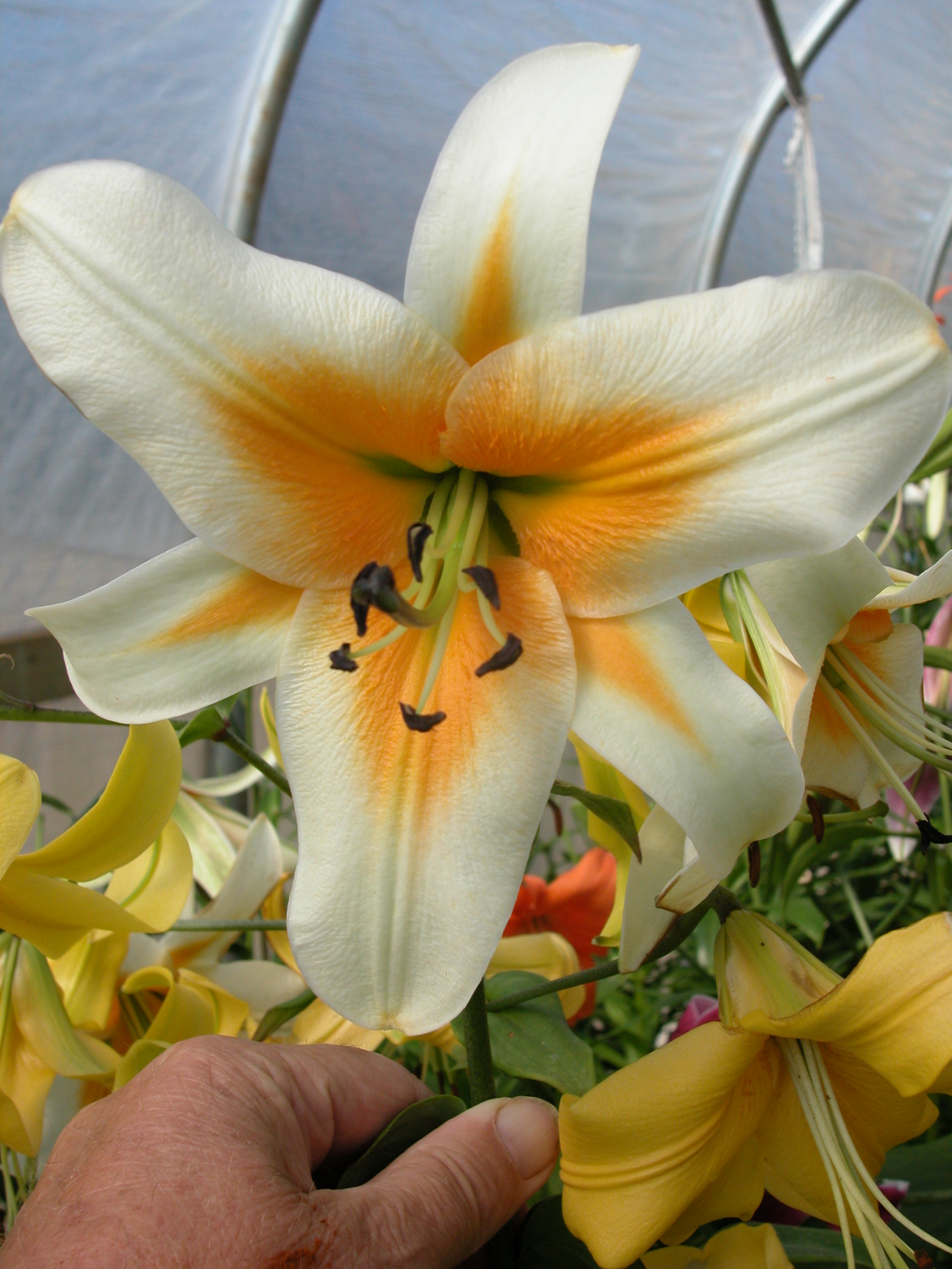 Henryi x Oriental hybr.