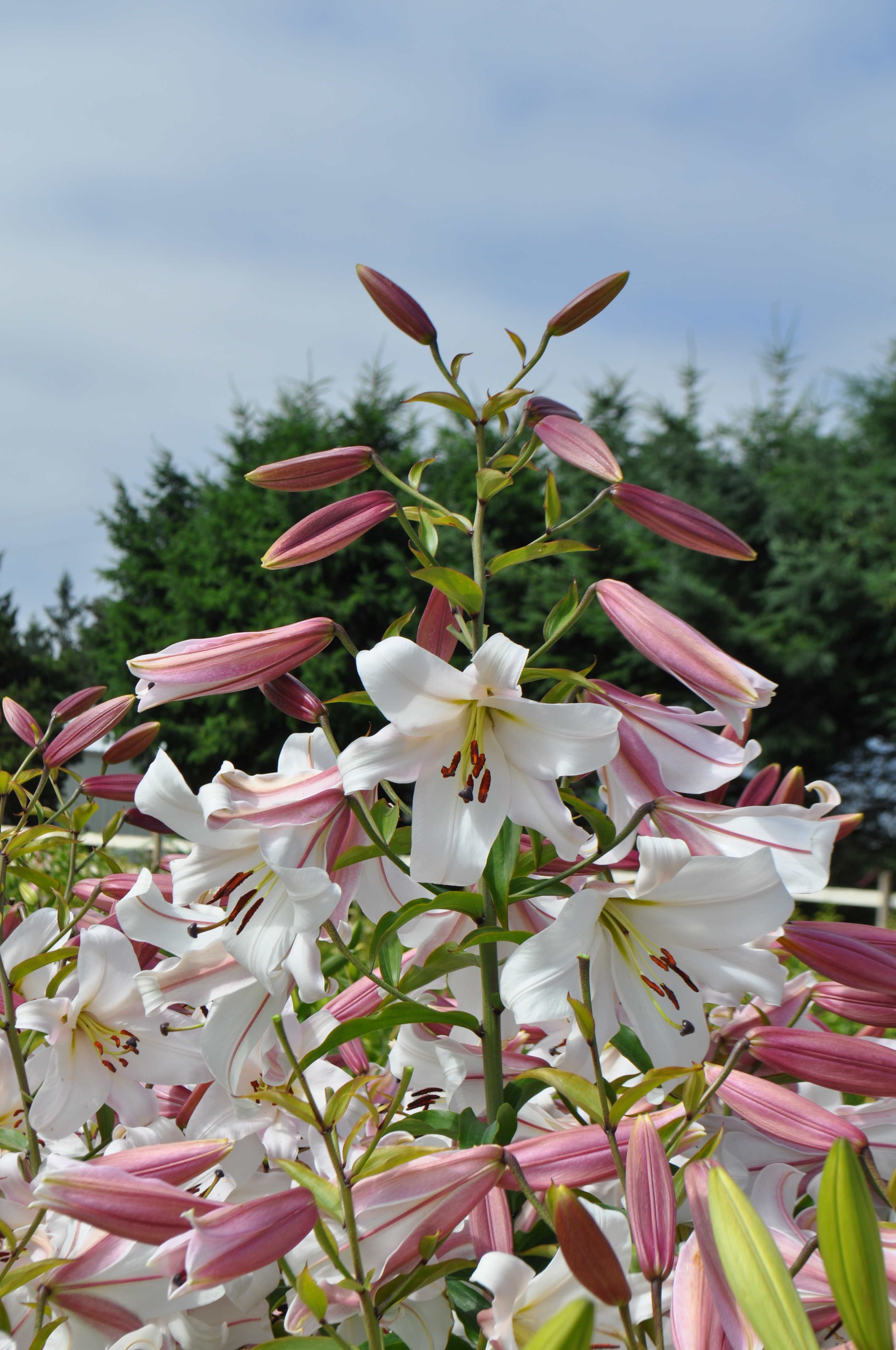 Pink Perfection x Alma Ata