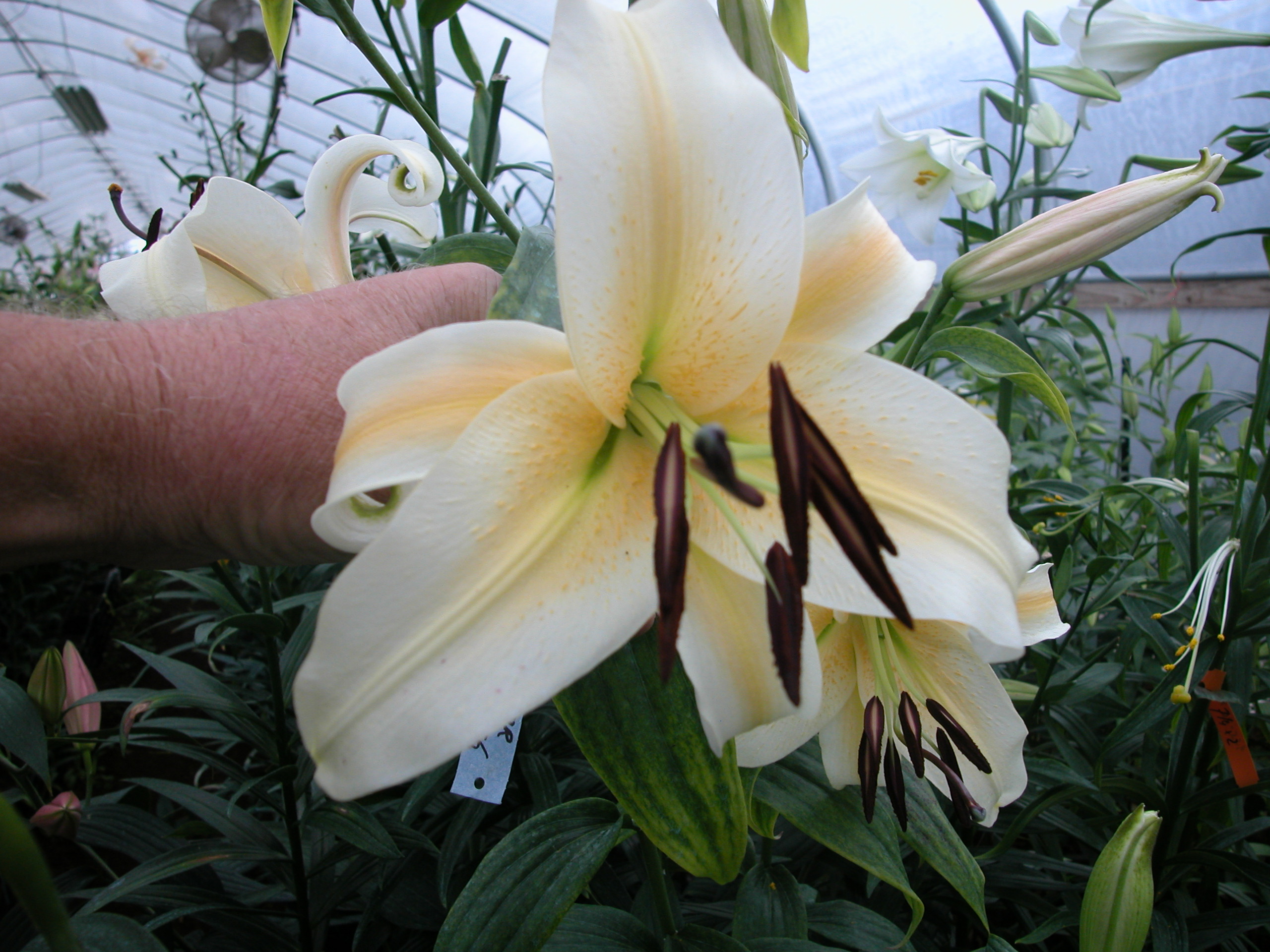 Wh. Oriental x Henryi (1)