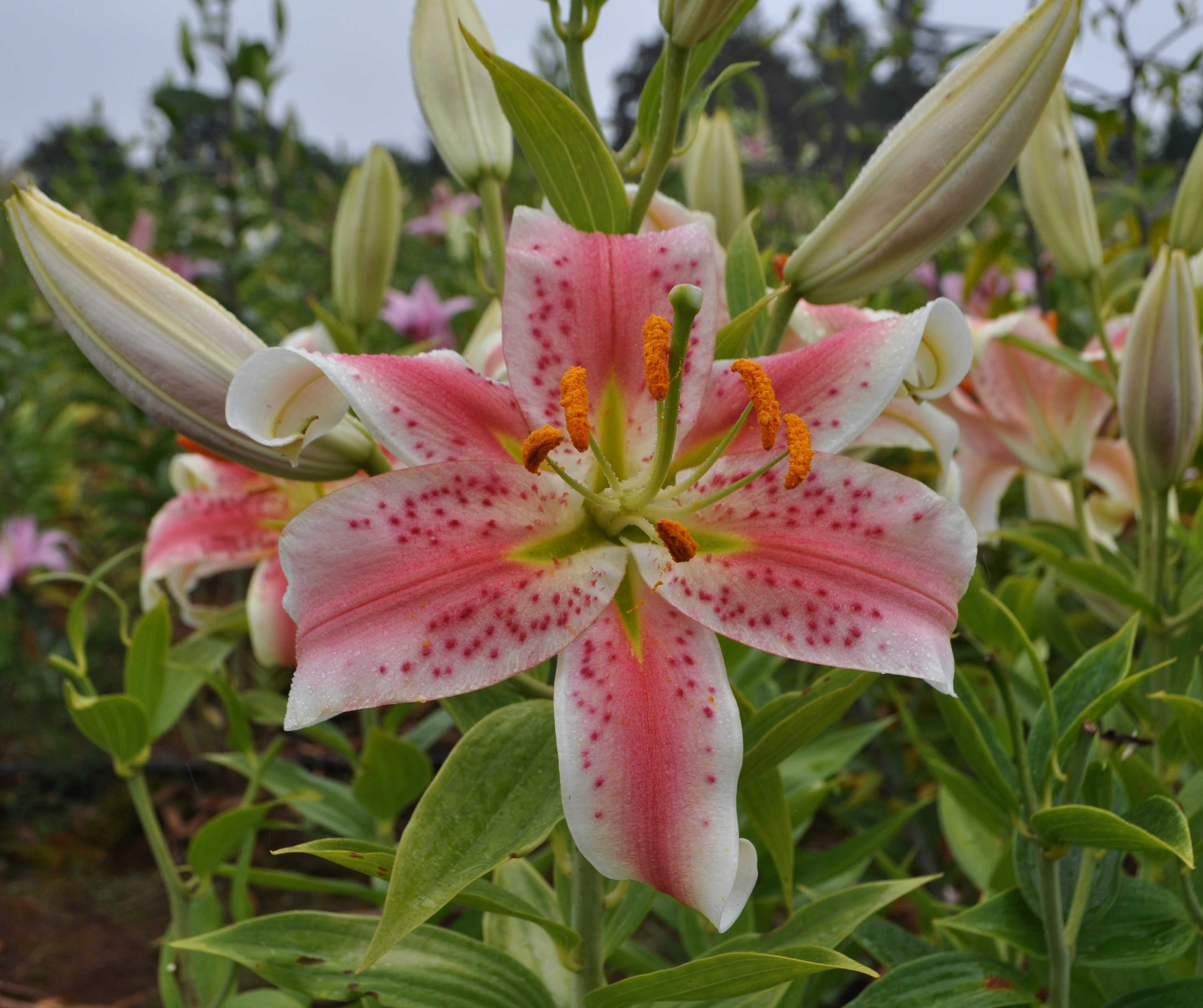 'Mai Tai'