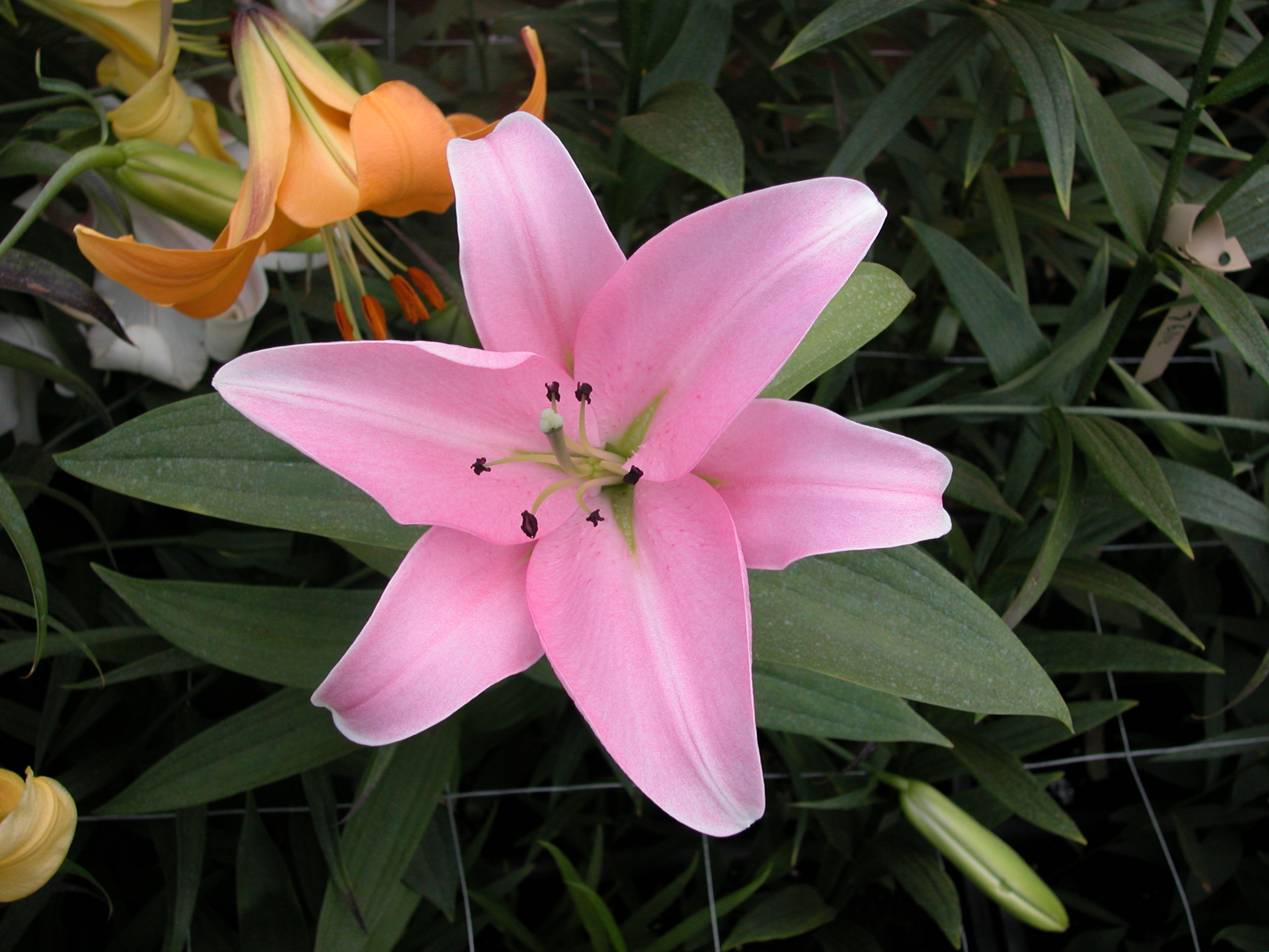 L. Nob x oriental
