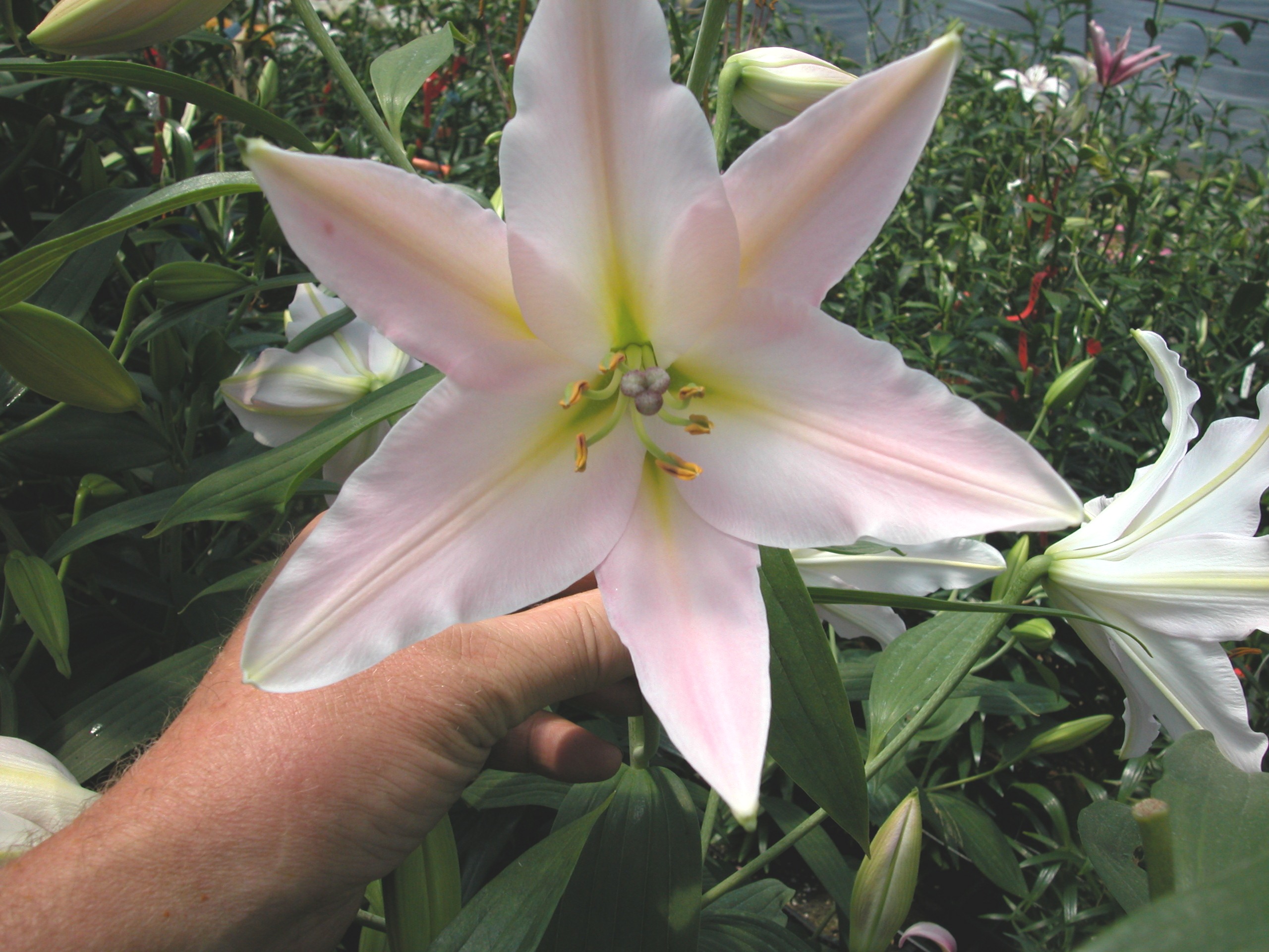 Oriental x Longiflorum hybrid
