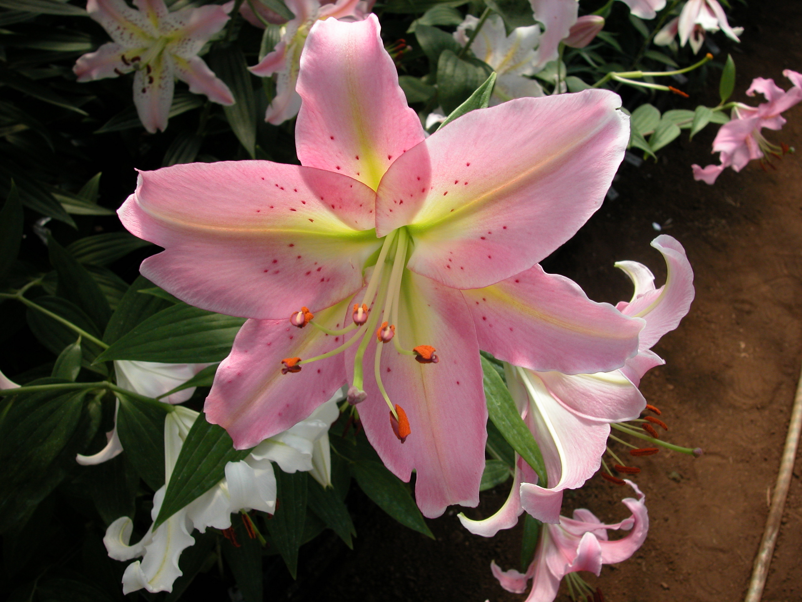Oriental x Longiflorum