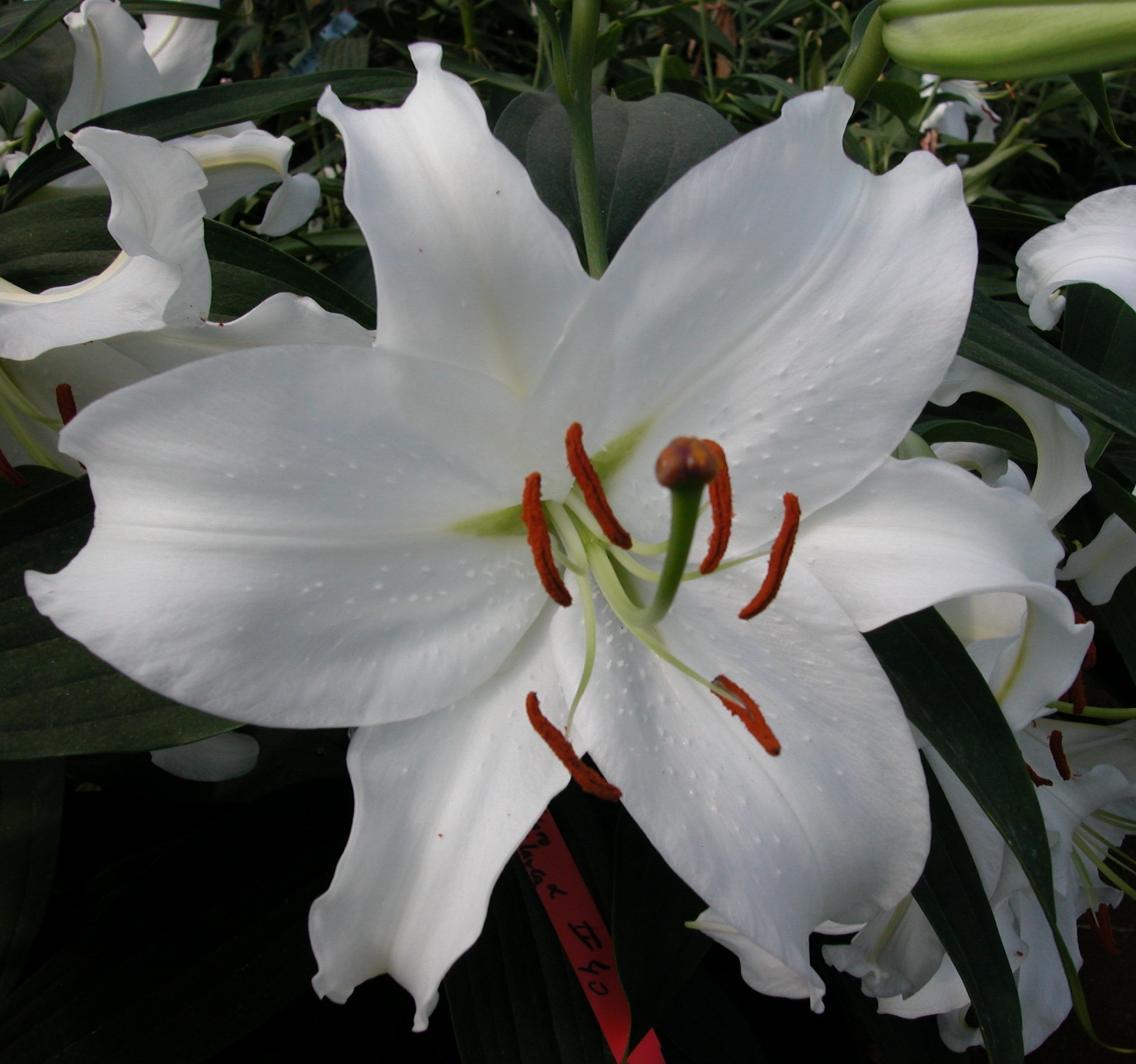 Euro Blanca