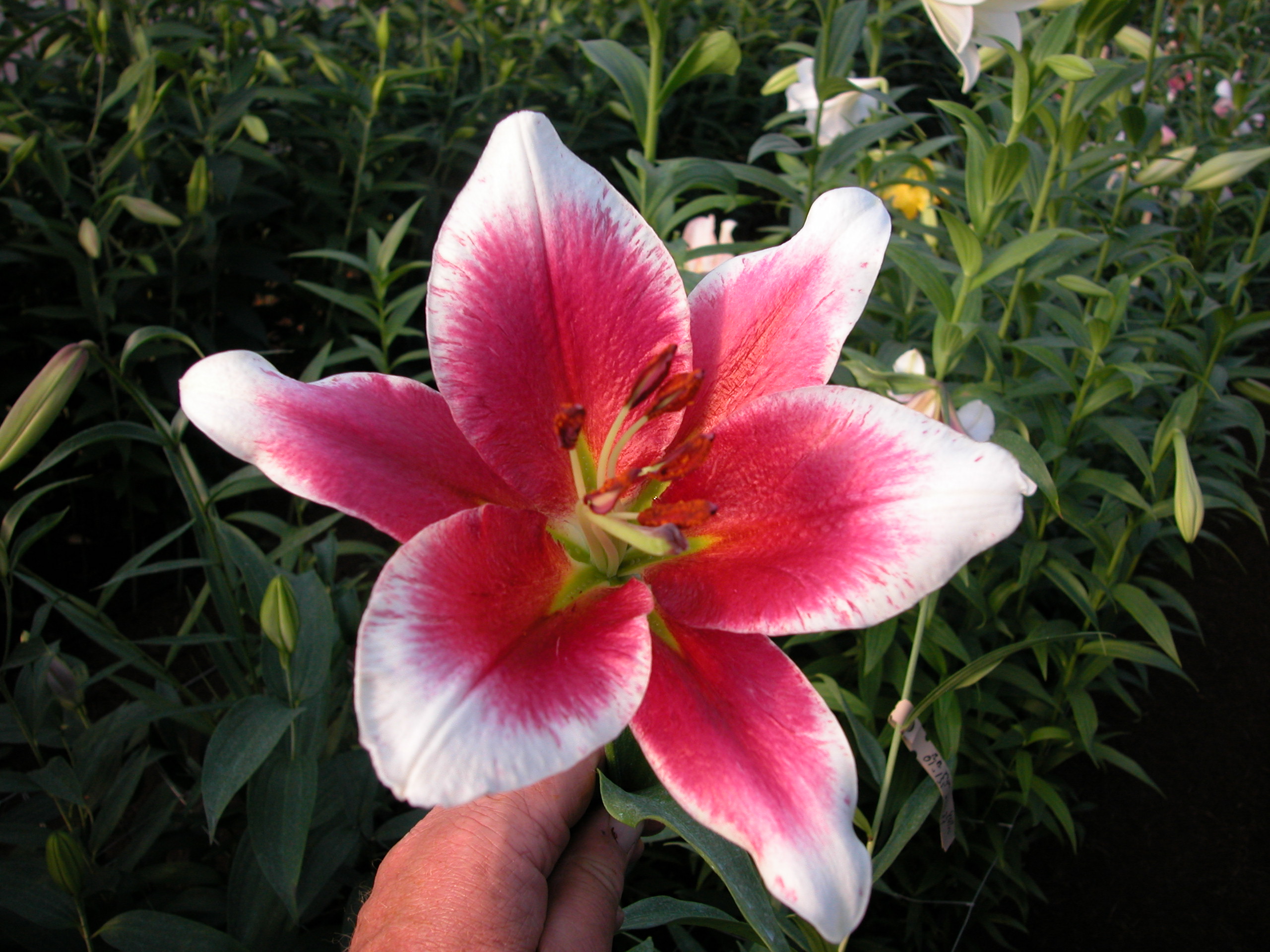 Trumpet-Aurelian x Oriental hybrid