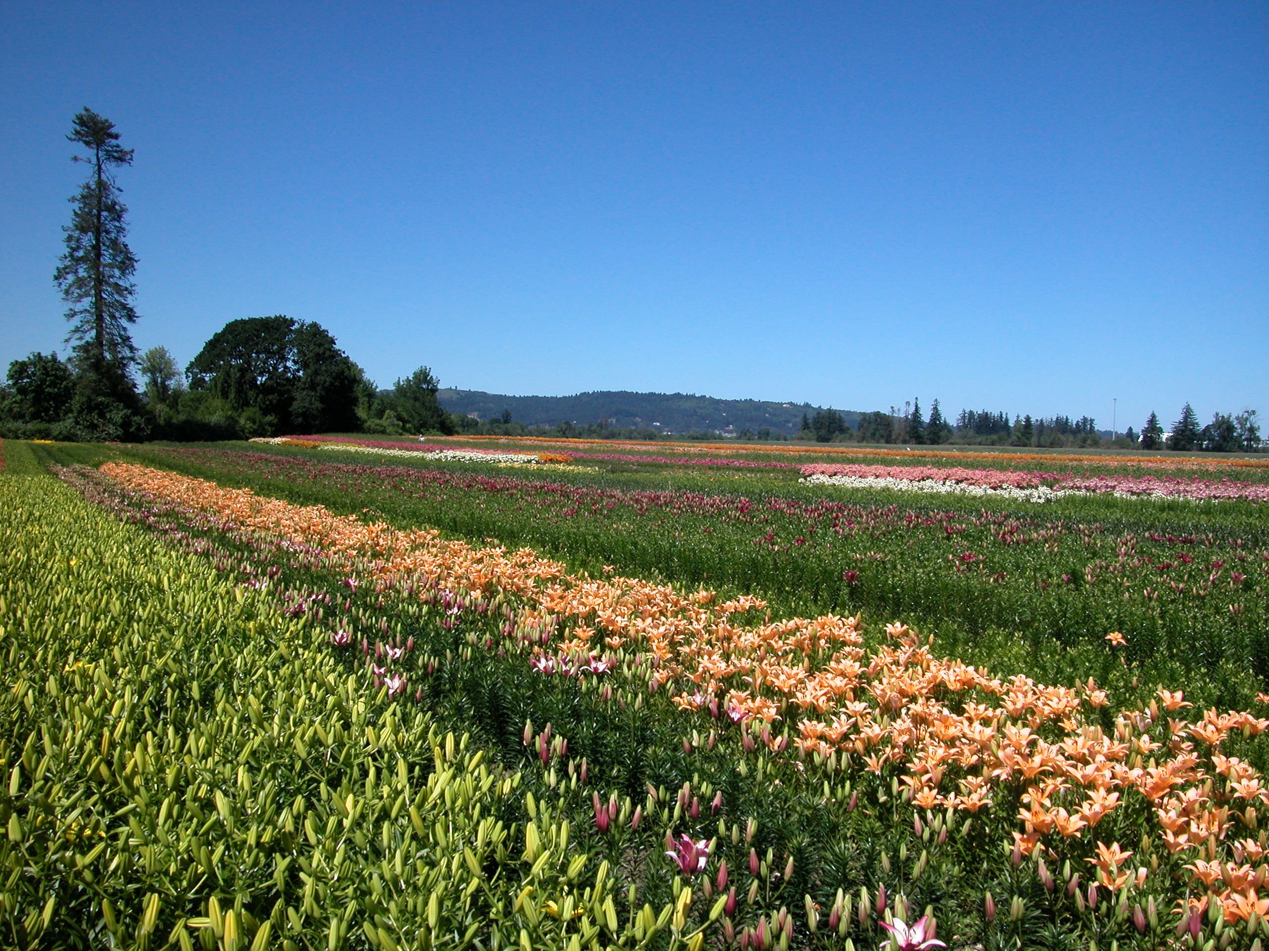 Field Asiatic varieties in 2002