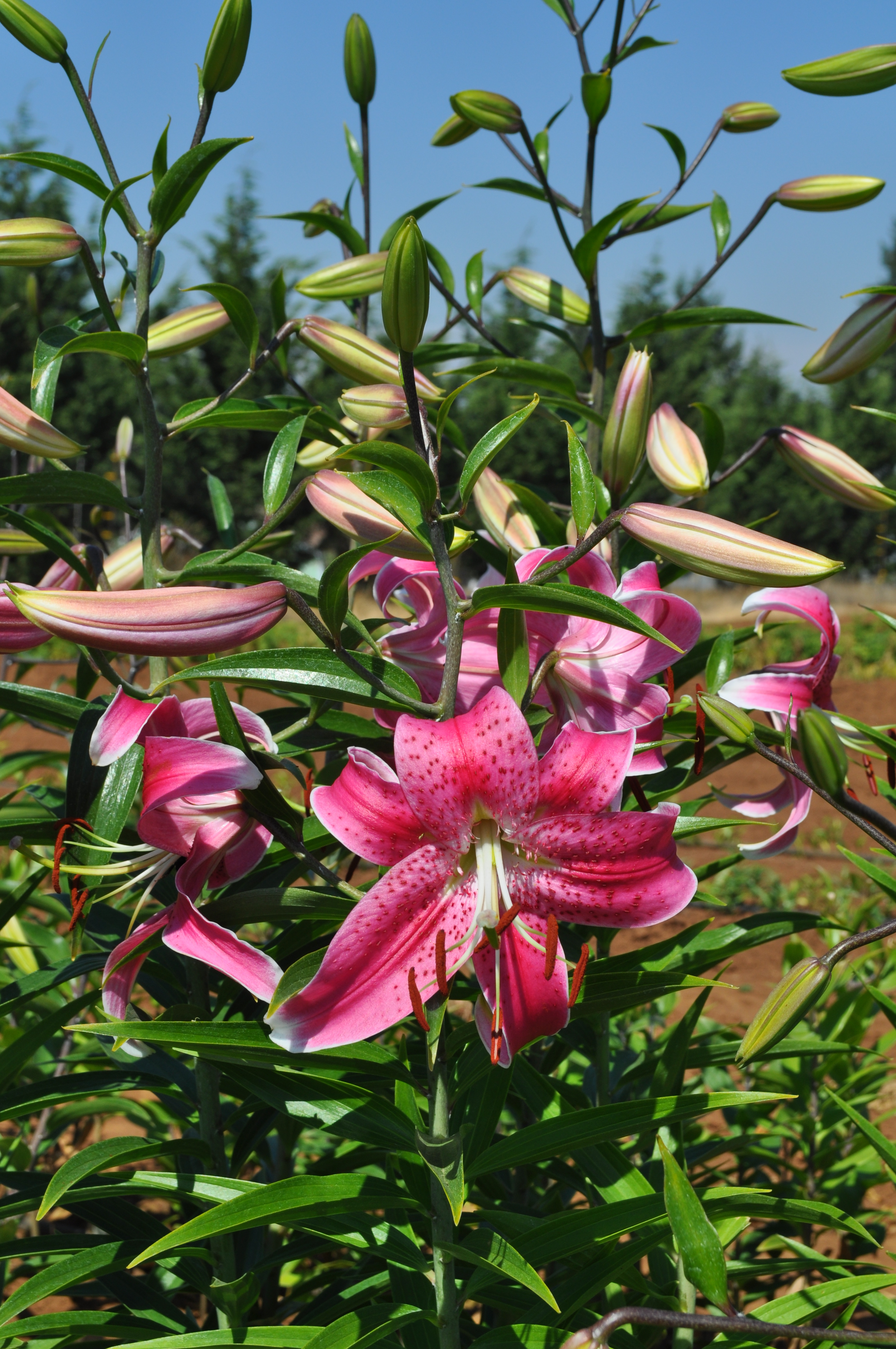 L. Speciosum x Oriental hybr.