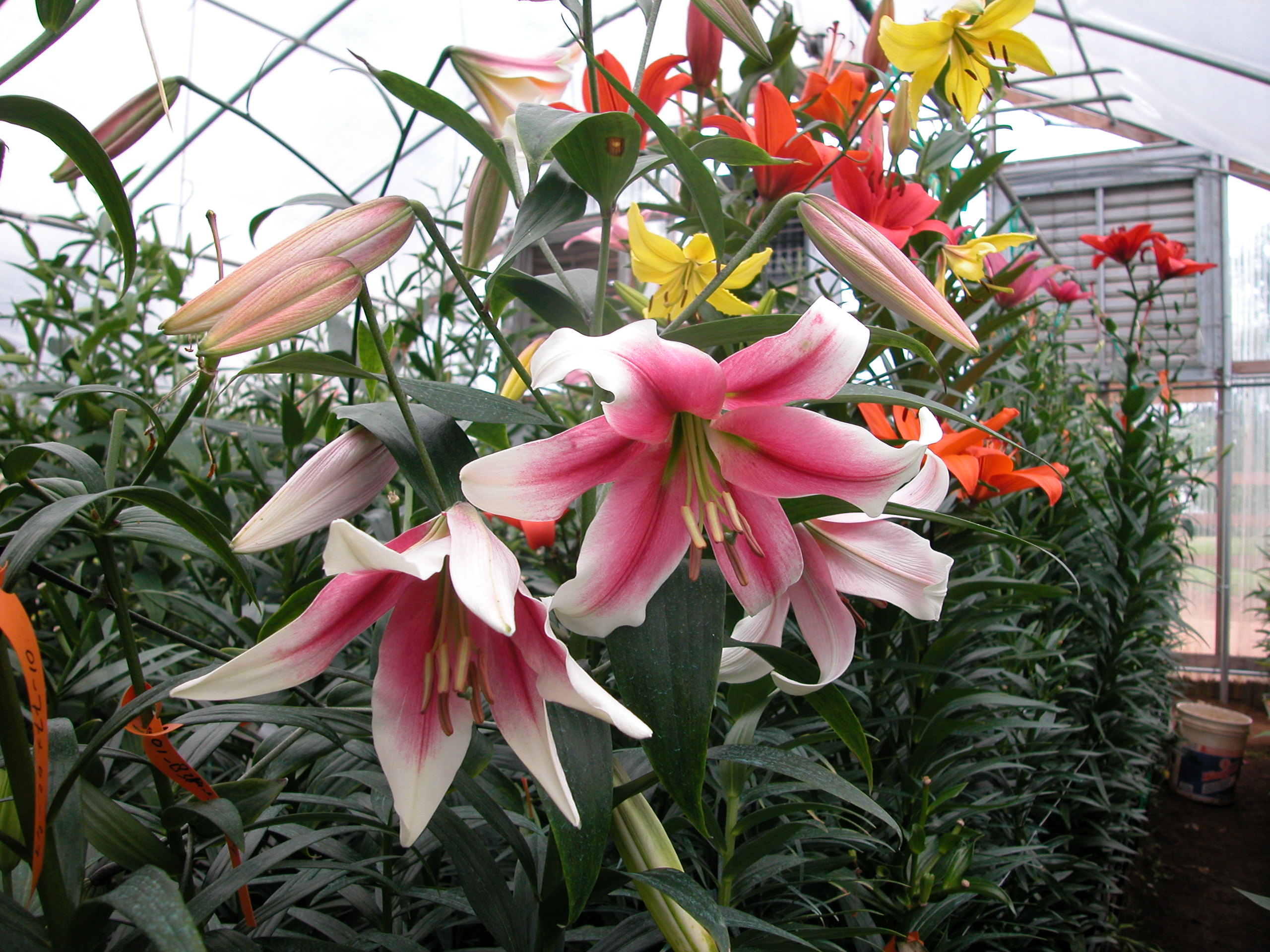 Henryi x Oriental hybrJPG