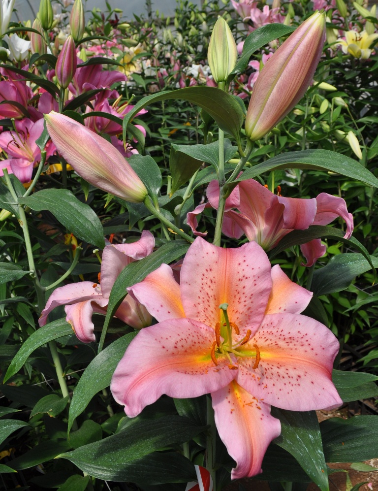 'Margaritaville'
