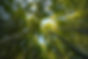 forest-with-trees-close-up.jpg