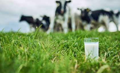 Foto de copo de leite e vacas no pasto, via banco de imagens - iStock