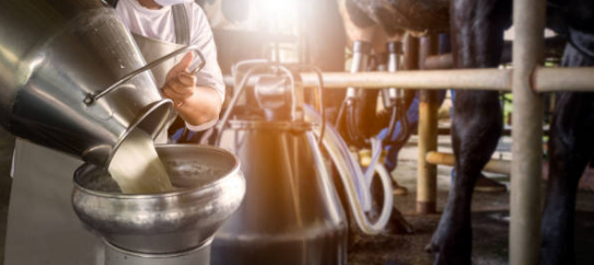 Foto de produção leiteira, via banco de imagens - iStock