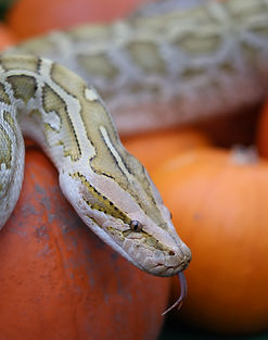 Copy of IMG_4658.jpeg