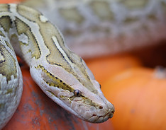 Copy of IMG_4655.jpeg