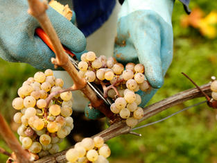 HANDPICKING