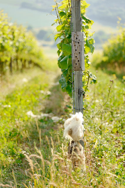Biologische Bewirtschaftung - für uns eine Herzensangelegenheit