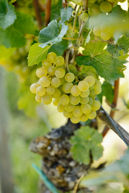 Wein - vulkanisch aus traditionellen Rebsorten